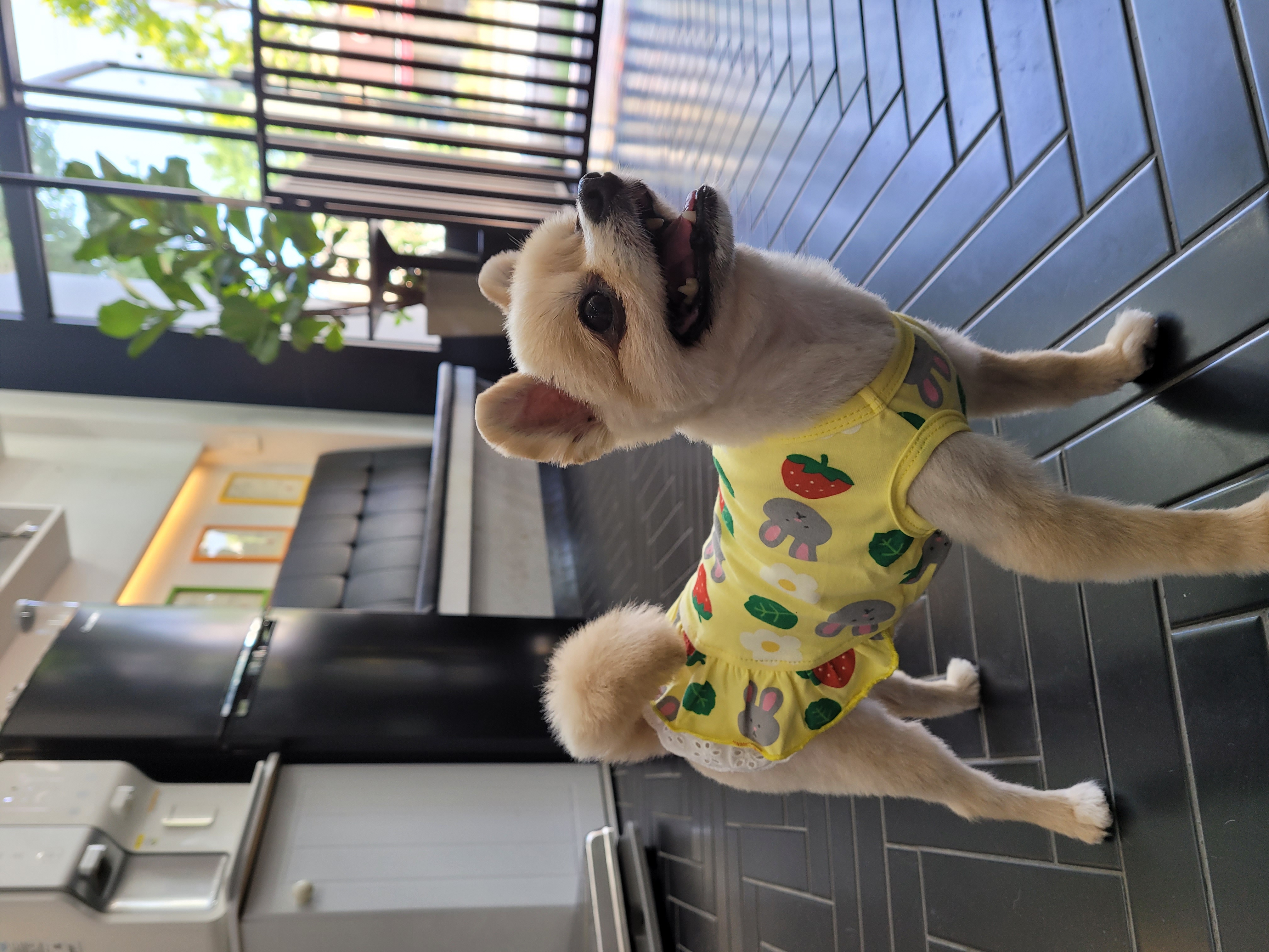 곤지암28(밤톨이) 호강이 입양 3개월 후기