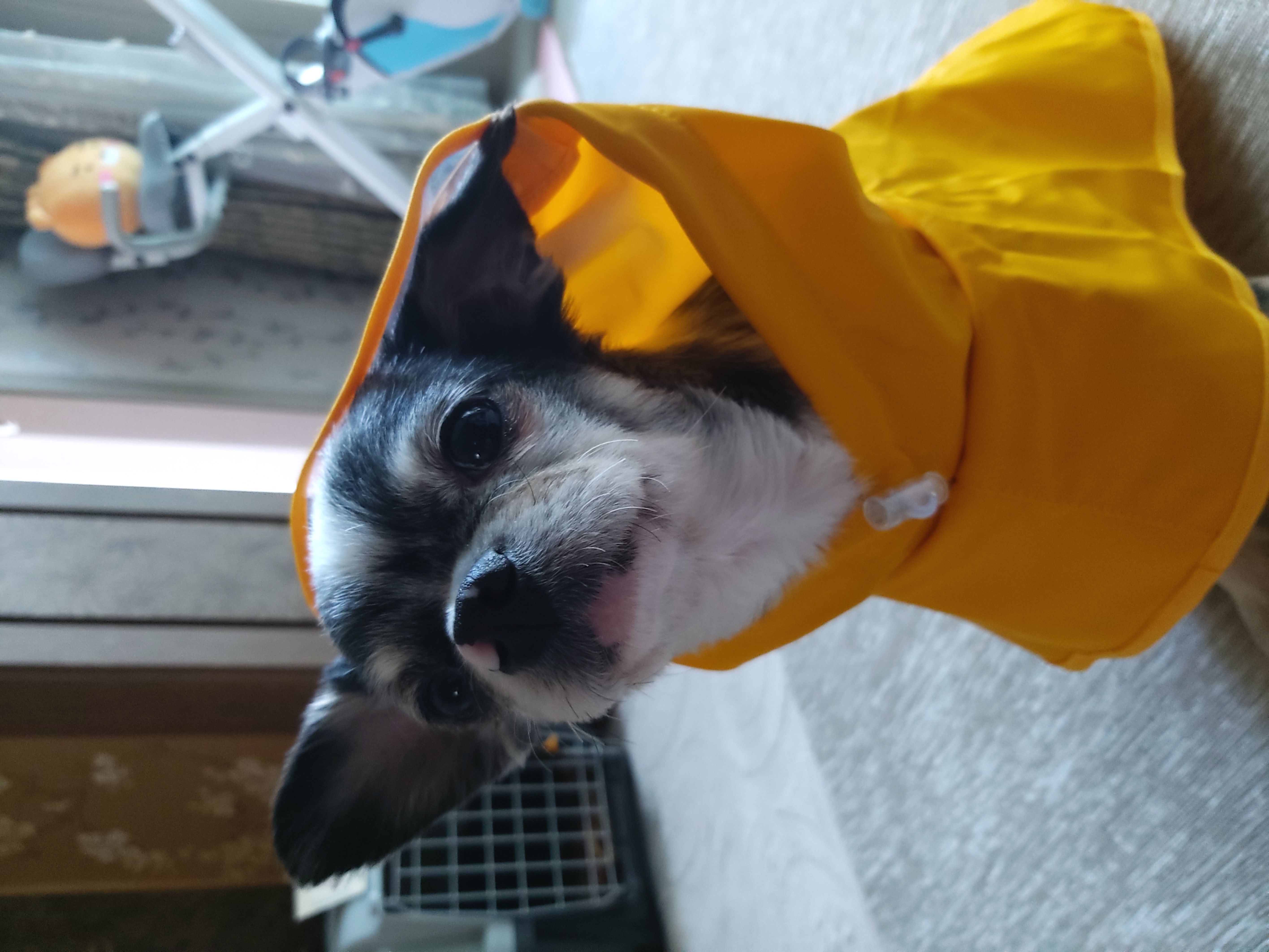 별(깜치) 소식 전해드려요