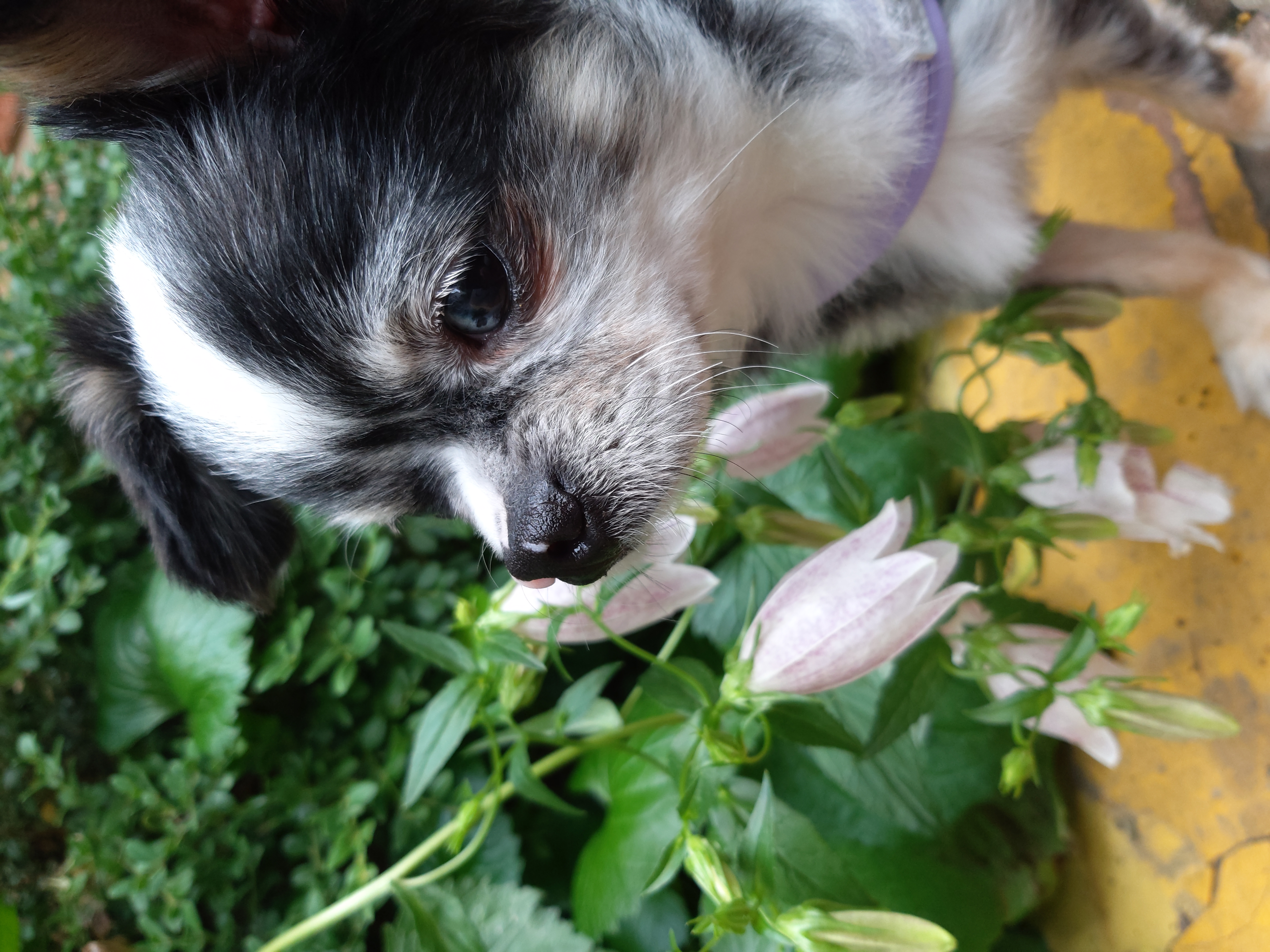 별(깜치) 소식 전해드려요