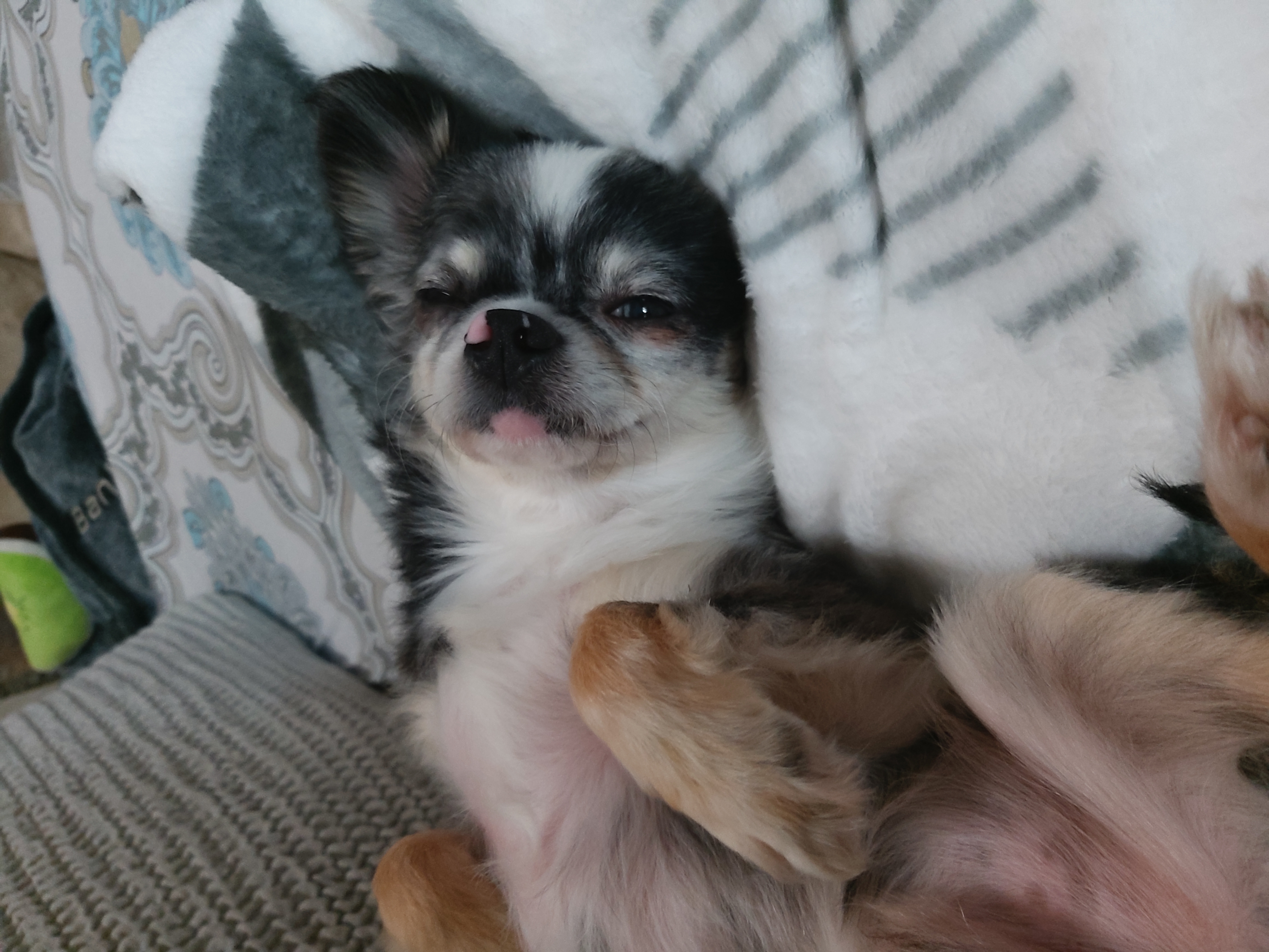 별(깜치) 소식 전해드려요