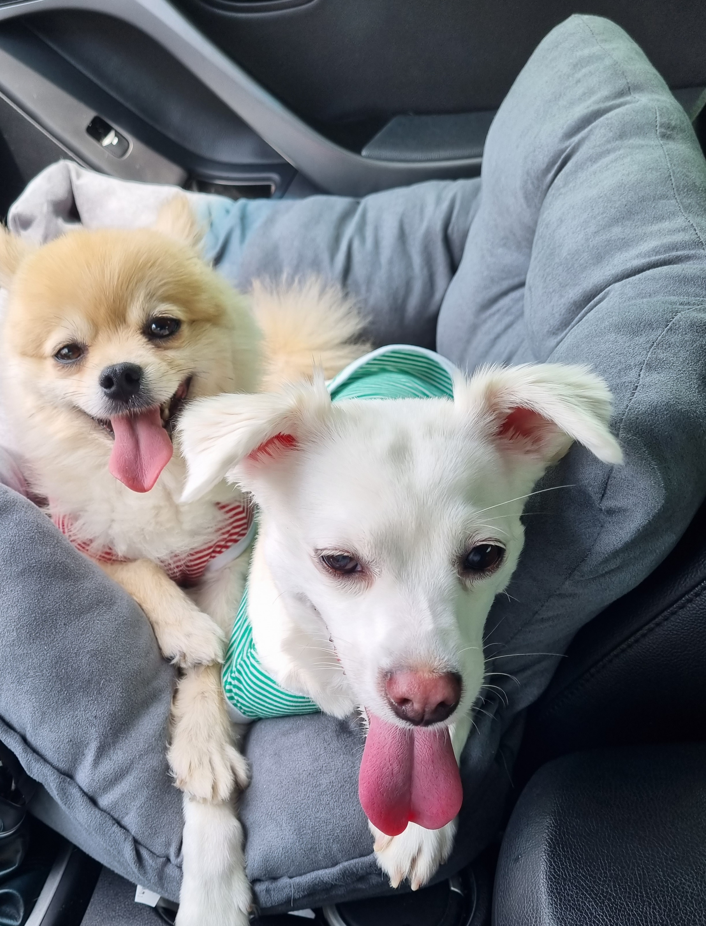 달이(온새)의 3개월차 이야기~♡