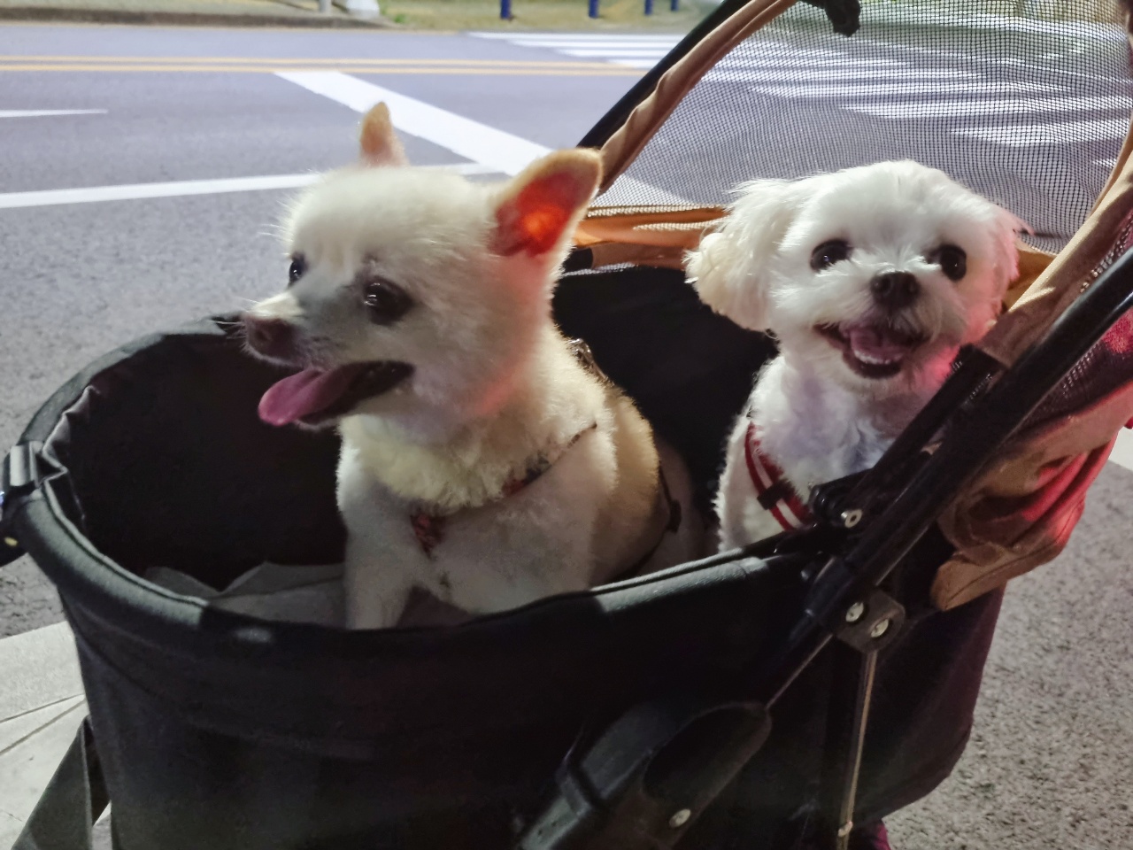 육곤이(레이)  입양 한달후기