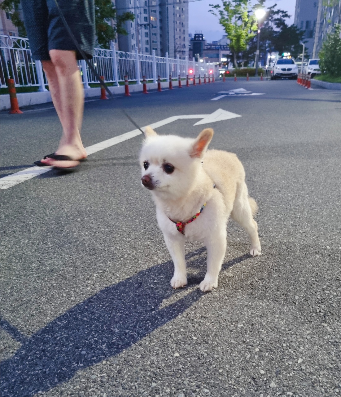 육곤이(레이)  입양 한달후기