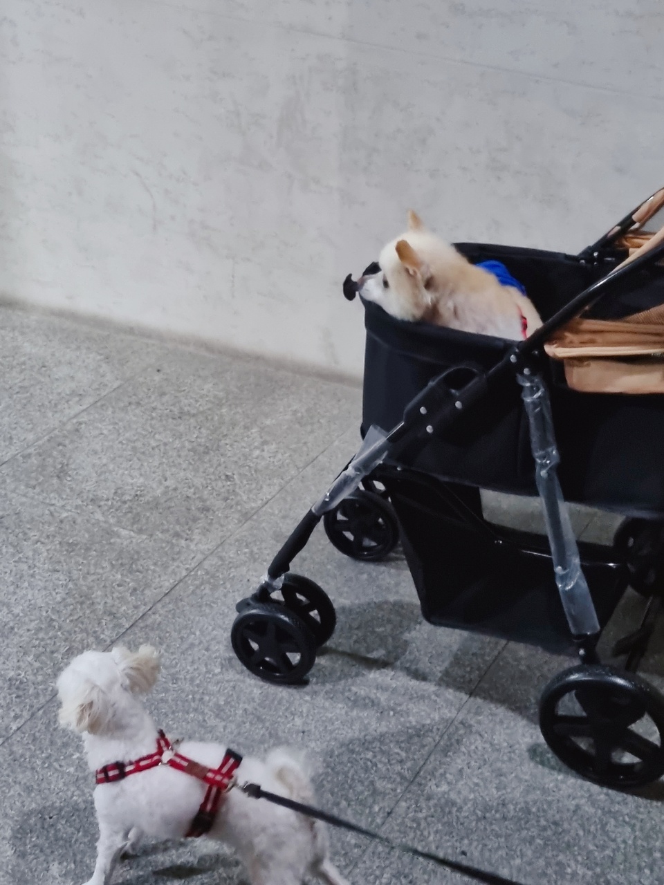 육곤이(레이)  입양 한달후기