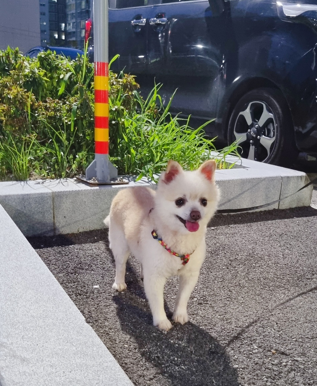 육곤이(레이)  입양 한달후기