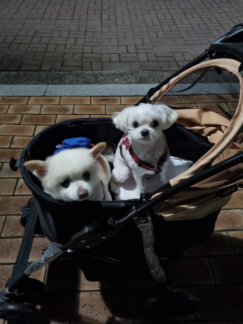 육곤이(레이)  입양 한달후기