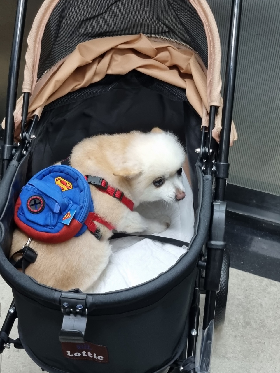 육곤이(레이)  입양 한달후기