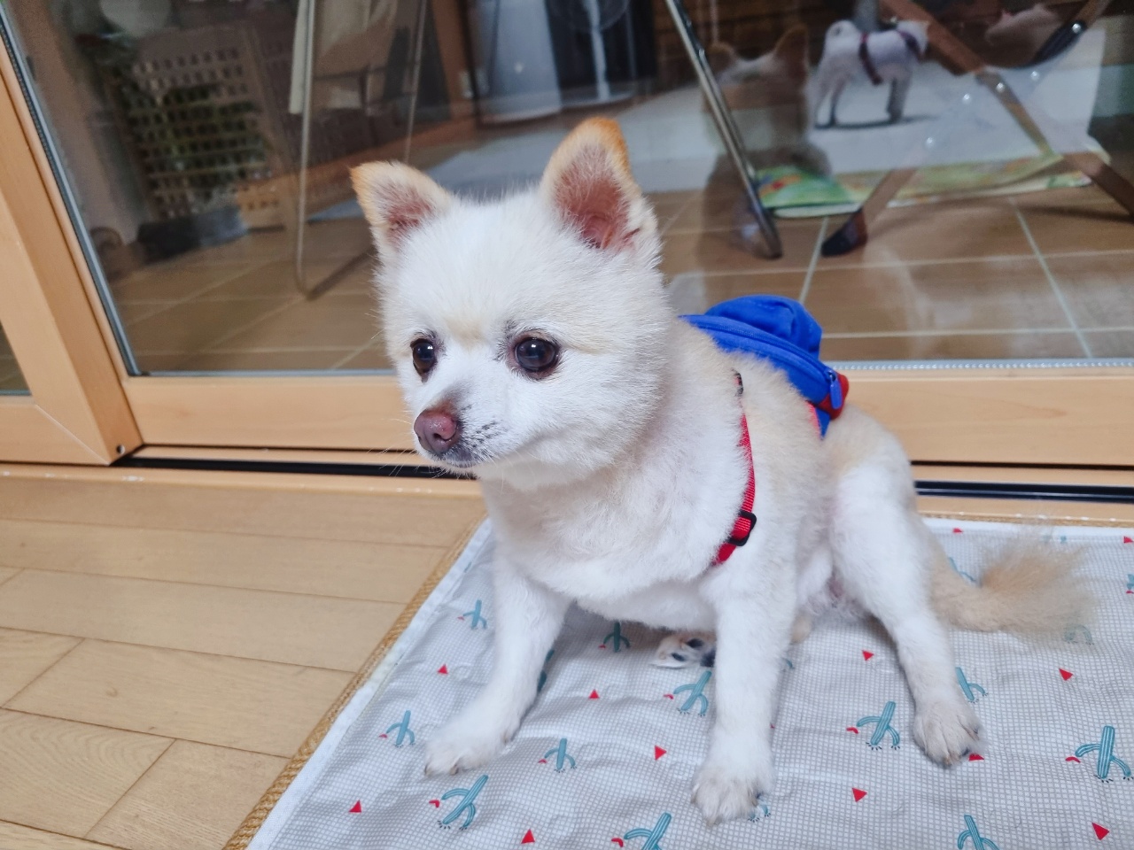 육곤이(레이)  입양 한달후기