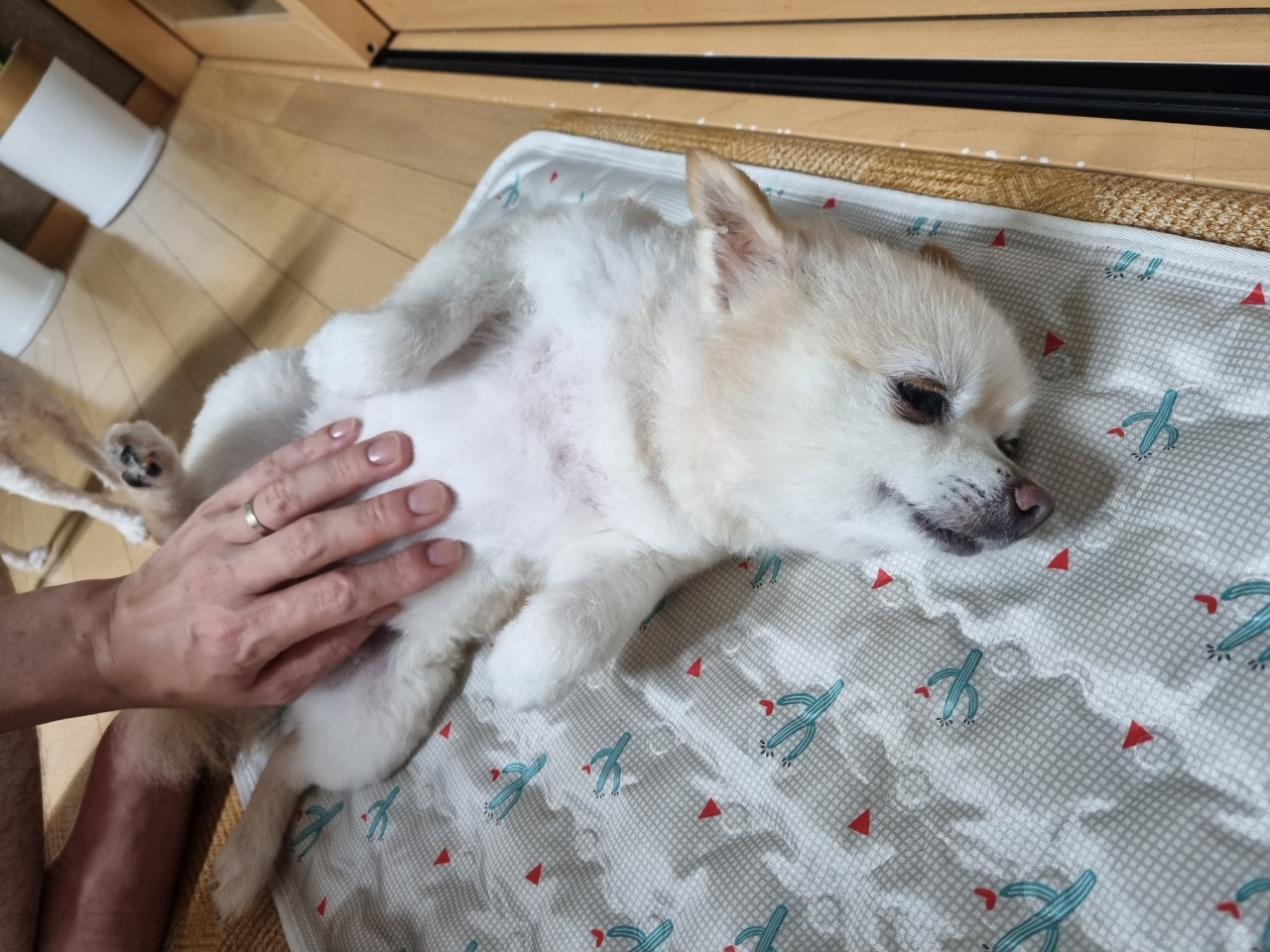 육곤이(레이)  입양 한달후기