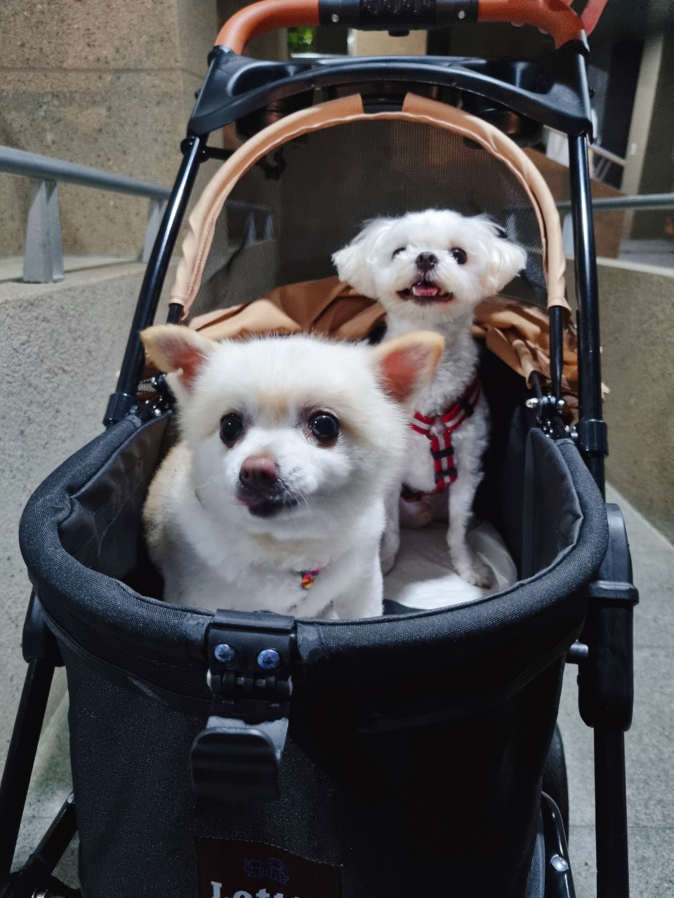 육곤이(레이)  입양 한달후기