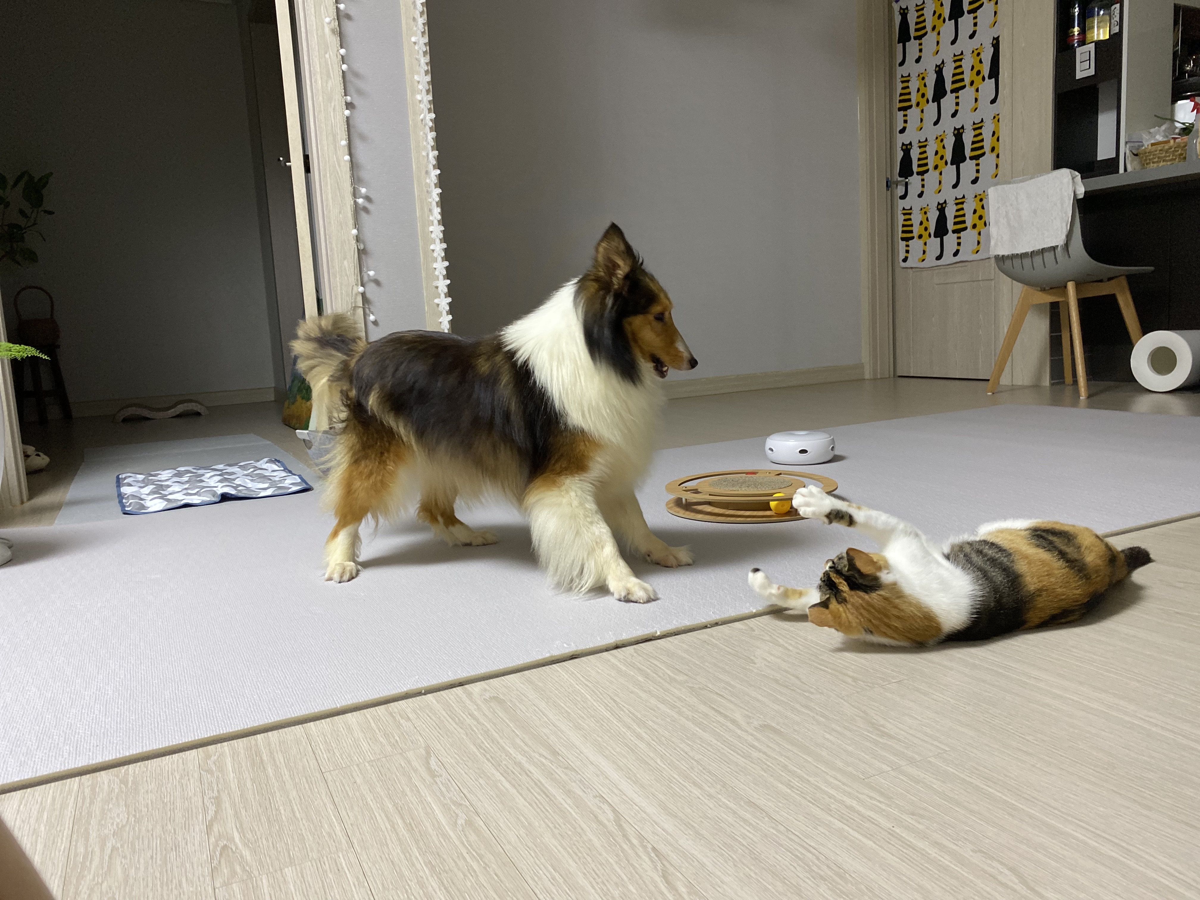 우리 보미(구 셀리) 3달 후기~