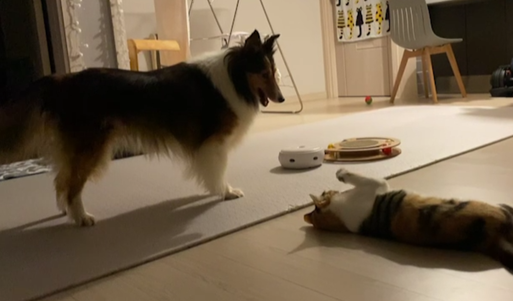 우리 보미(구 셀리) 3달 후기~