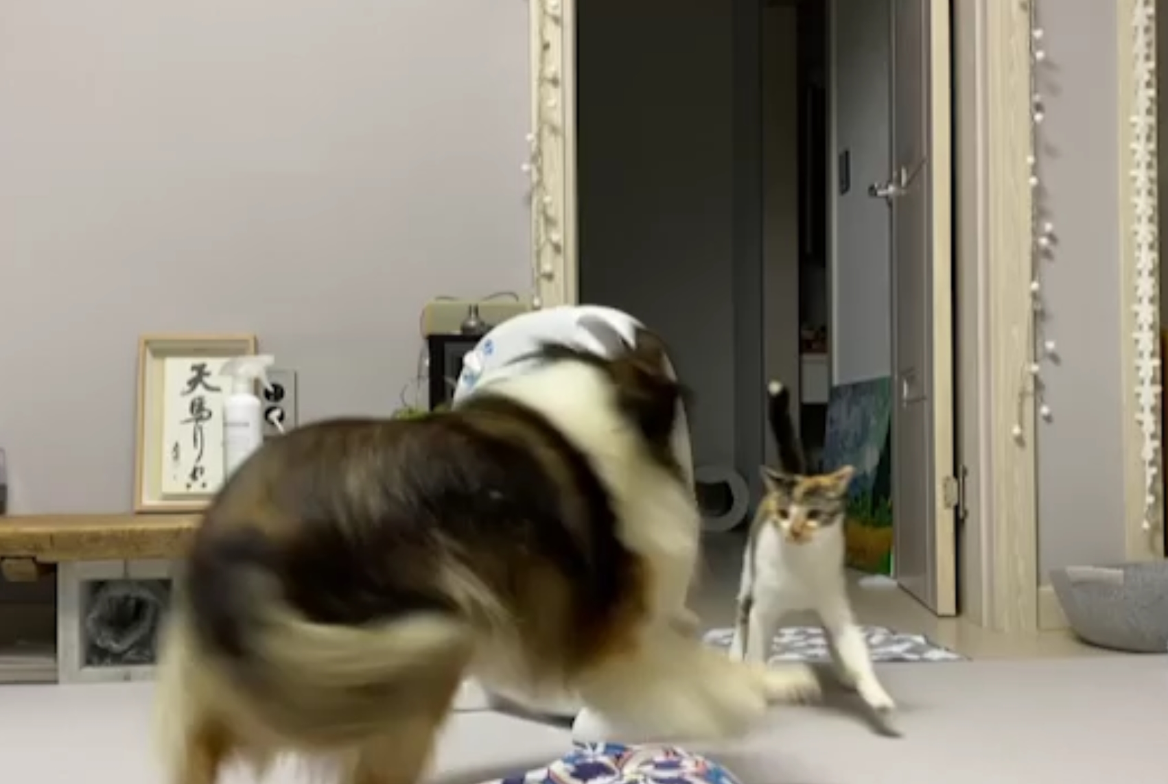 우리 보미(구 셀리) 3달 후기~