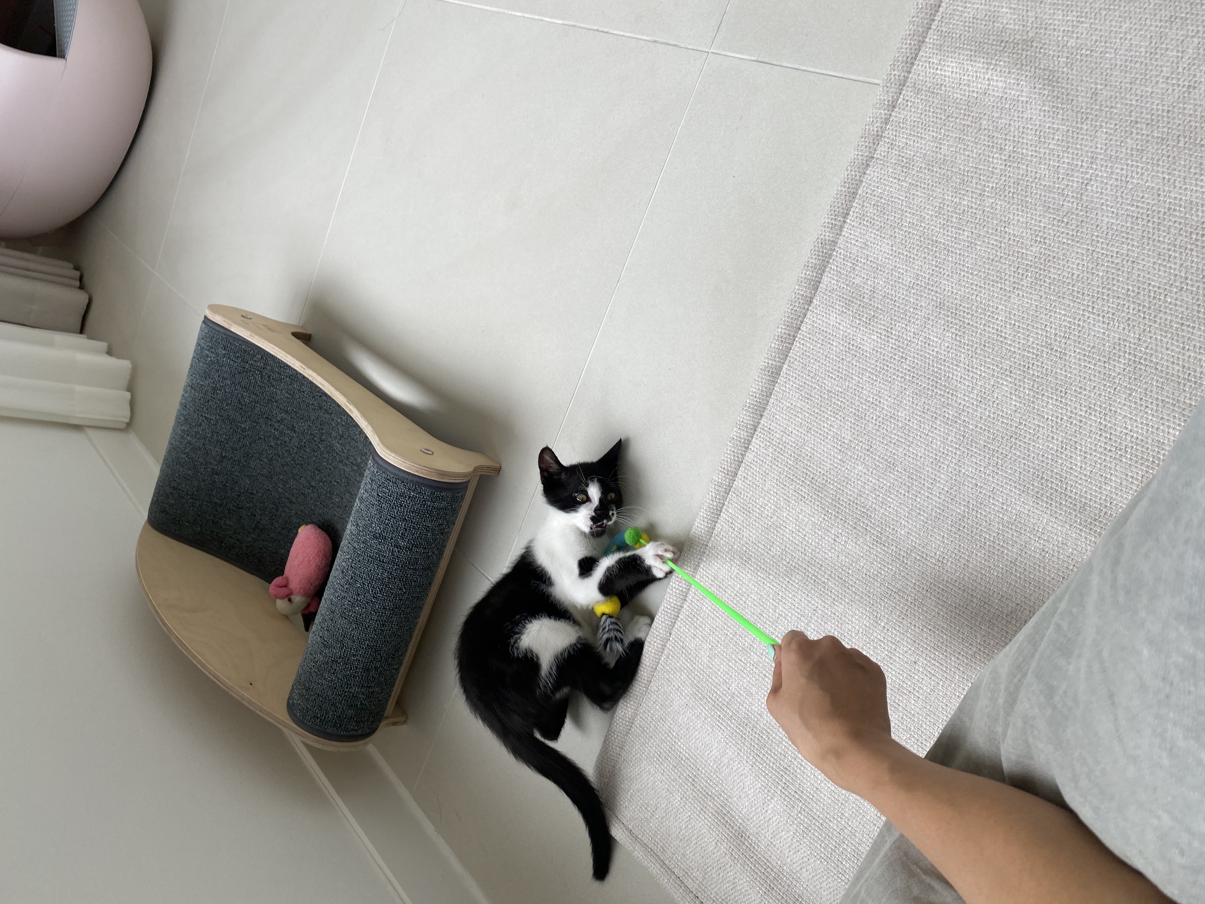 오레오(라운이)가 온지 벌써 일주일 됐네요 :)