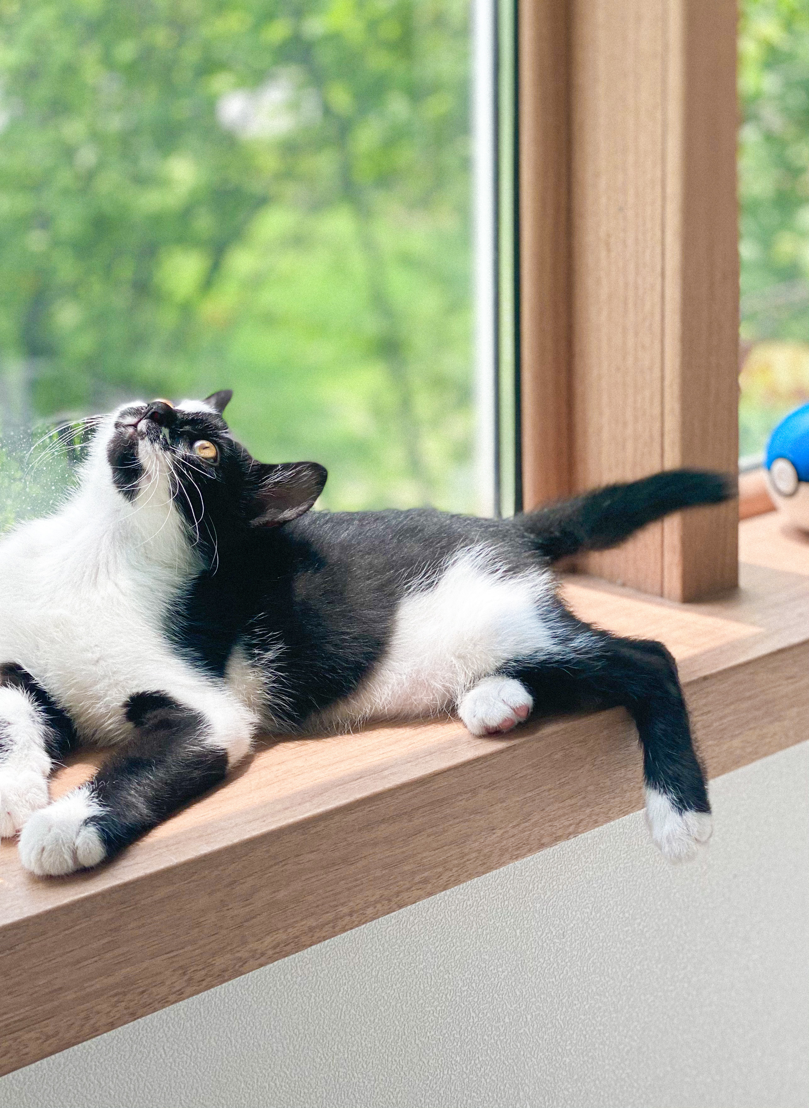 오레오(라운이)가 온지 벌써 일주일 됐네요 :)