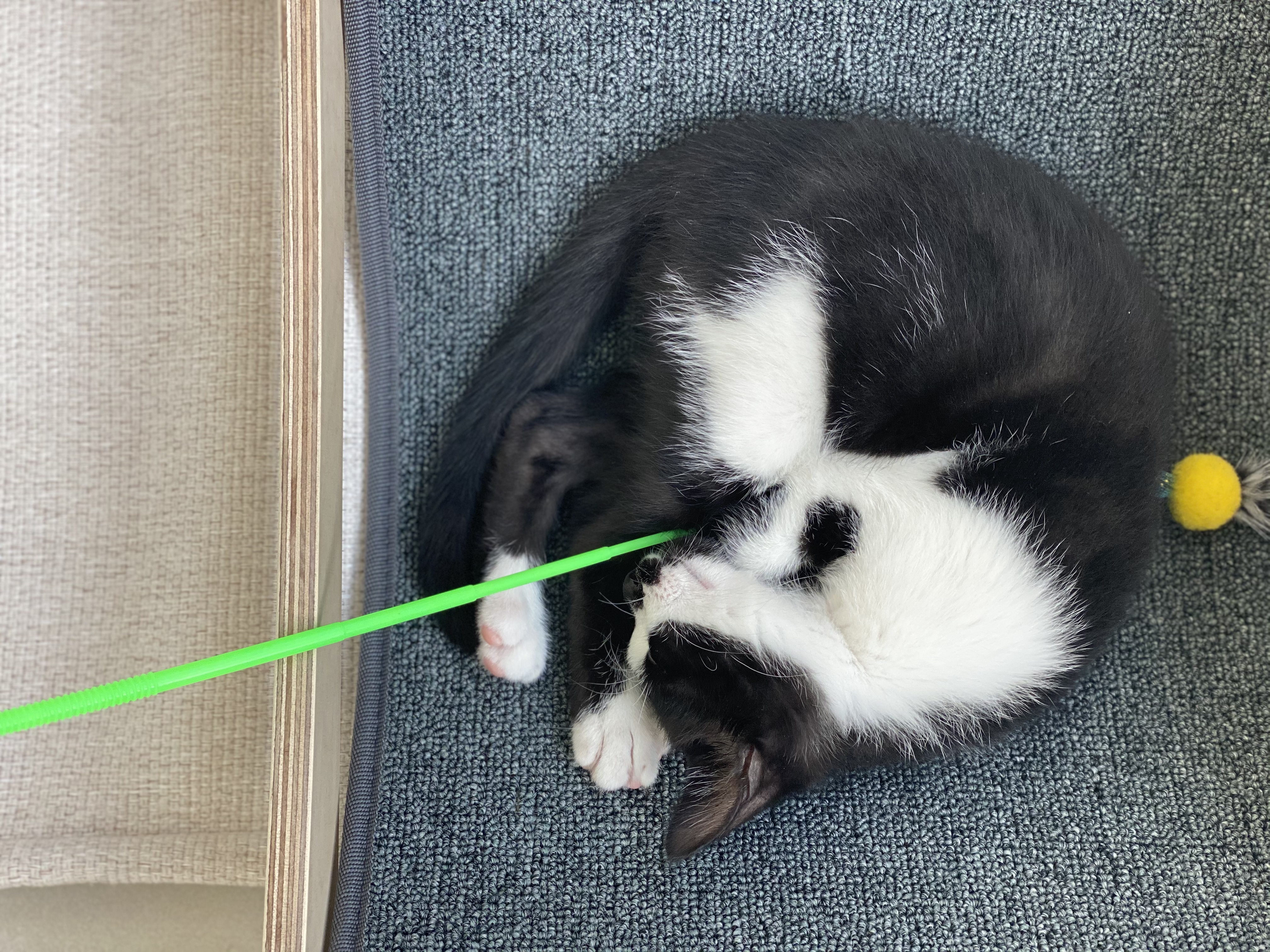 오레오(라운이)가 온지 벌써 일주일 됐네요 :)