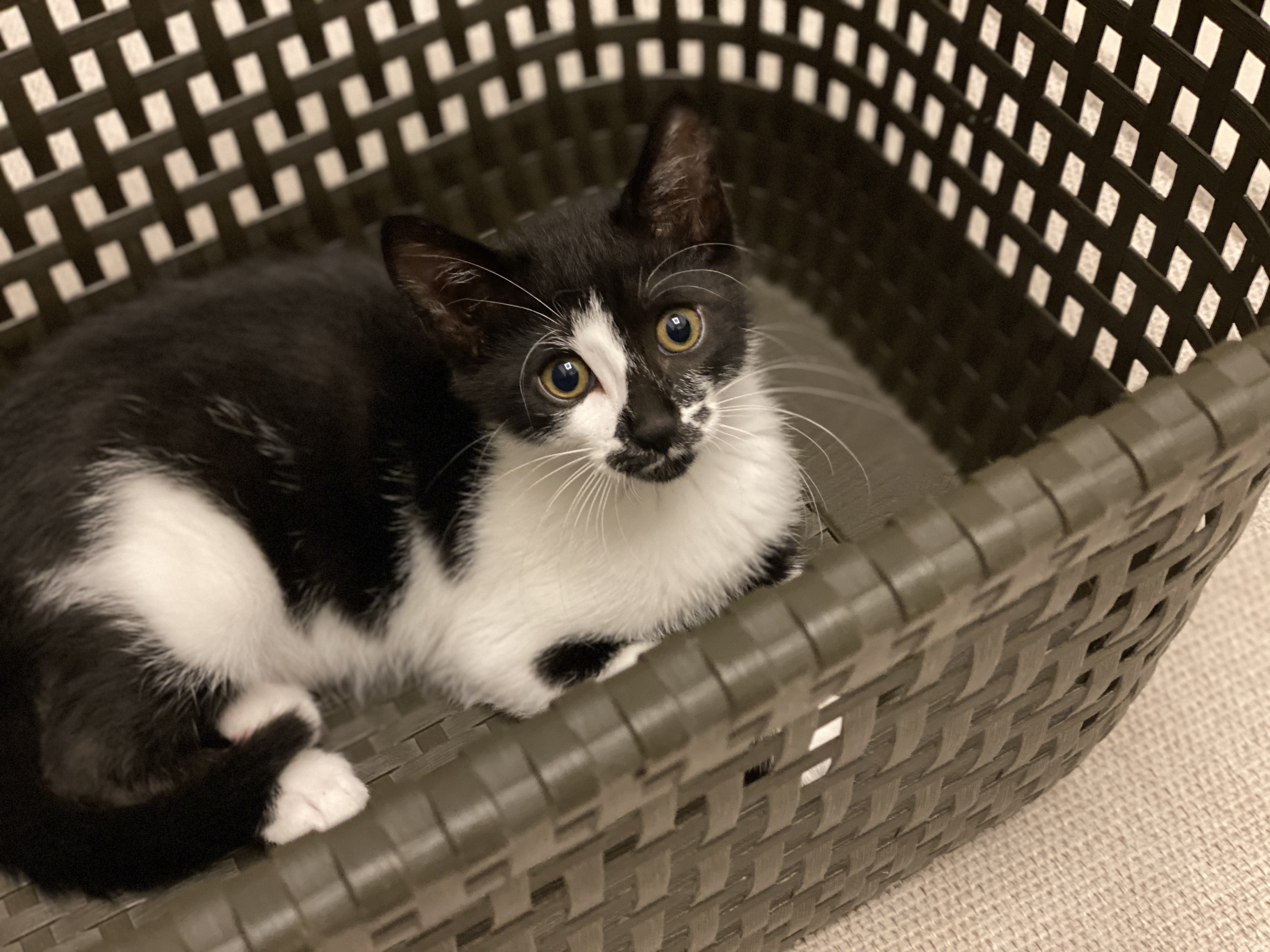 오레오(라운이)가 온지 벌써 일주일 됐네요 :)