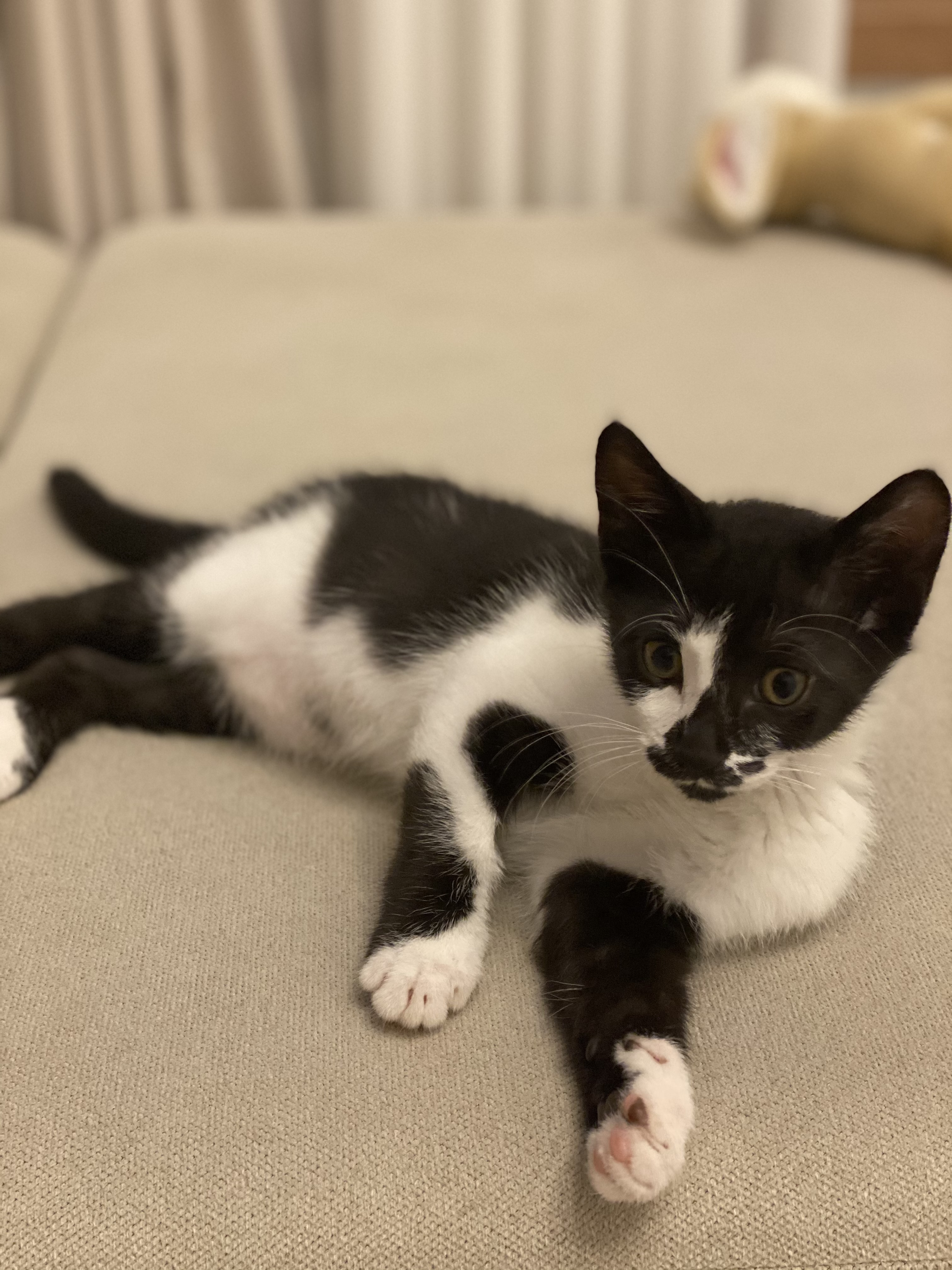 오레오(라운이)가 온지 벌써 일주일 됐네요 :)