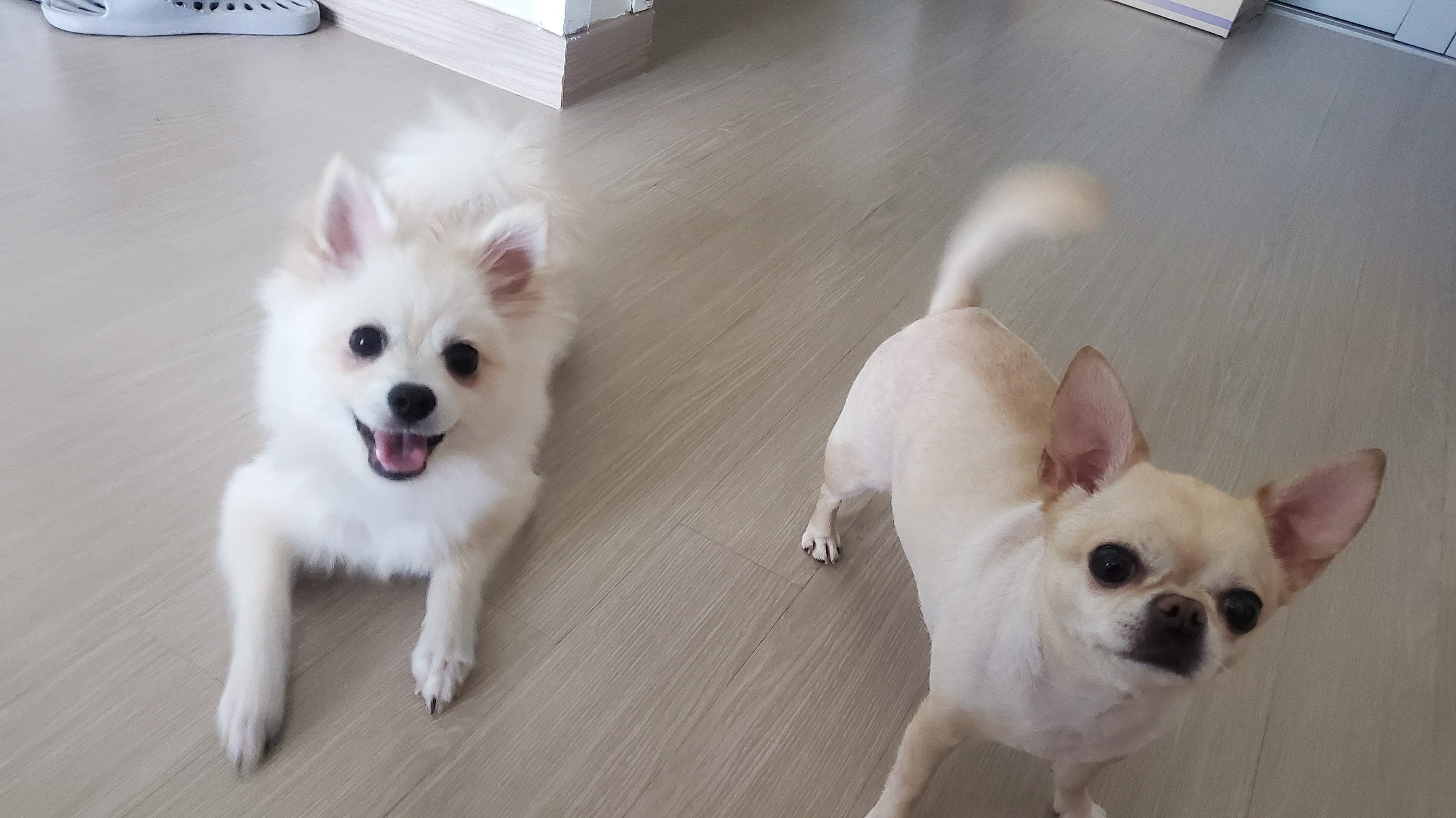 돌리(송삼)석달후 