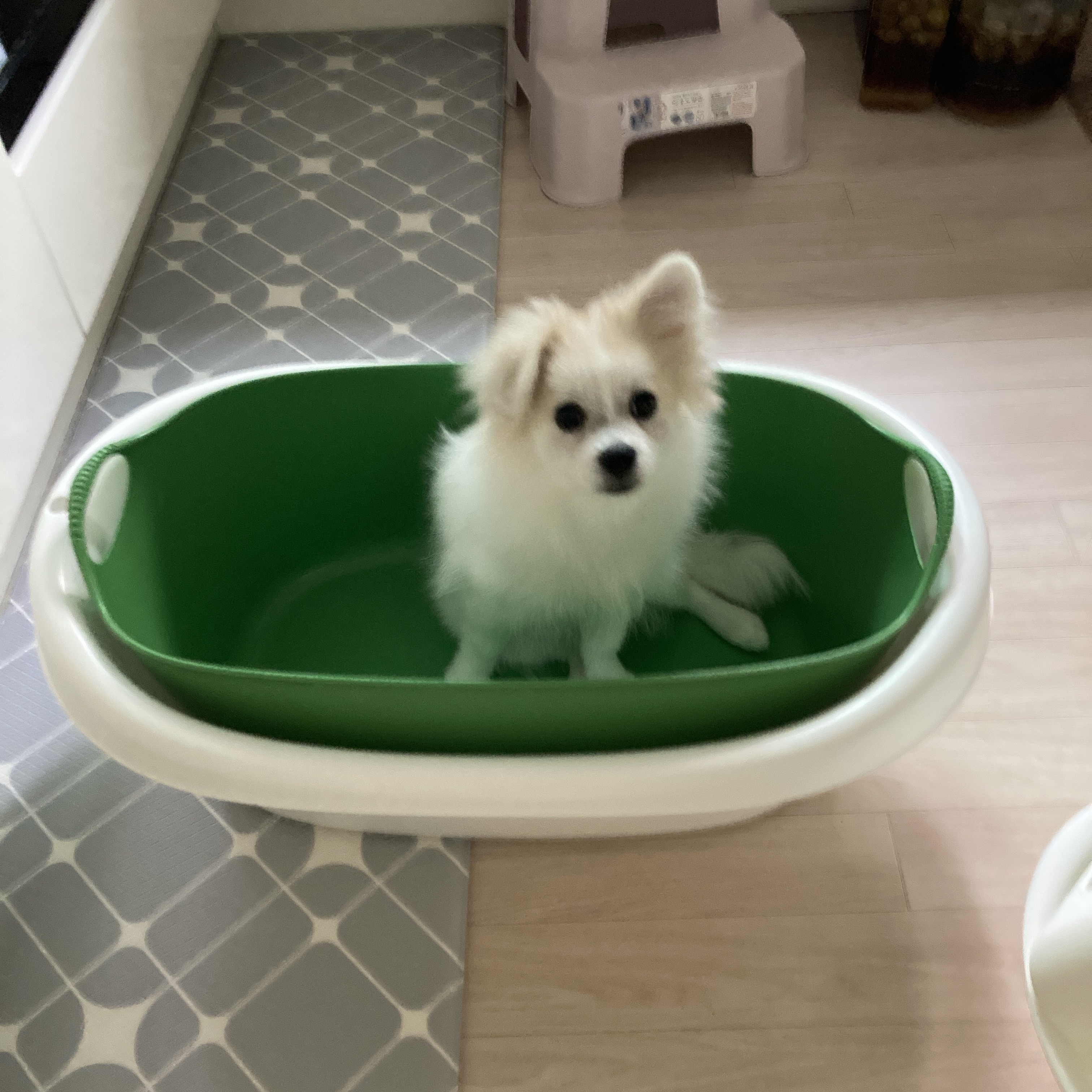 곤지암 구조견 마음이의 자견 뽀또(마일이)의 근황 세달차