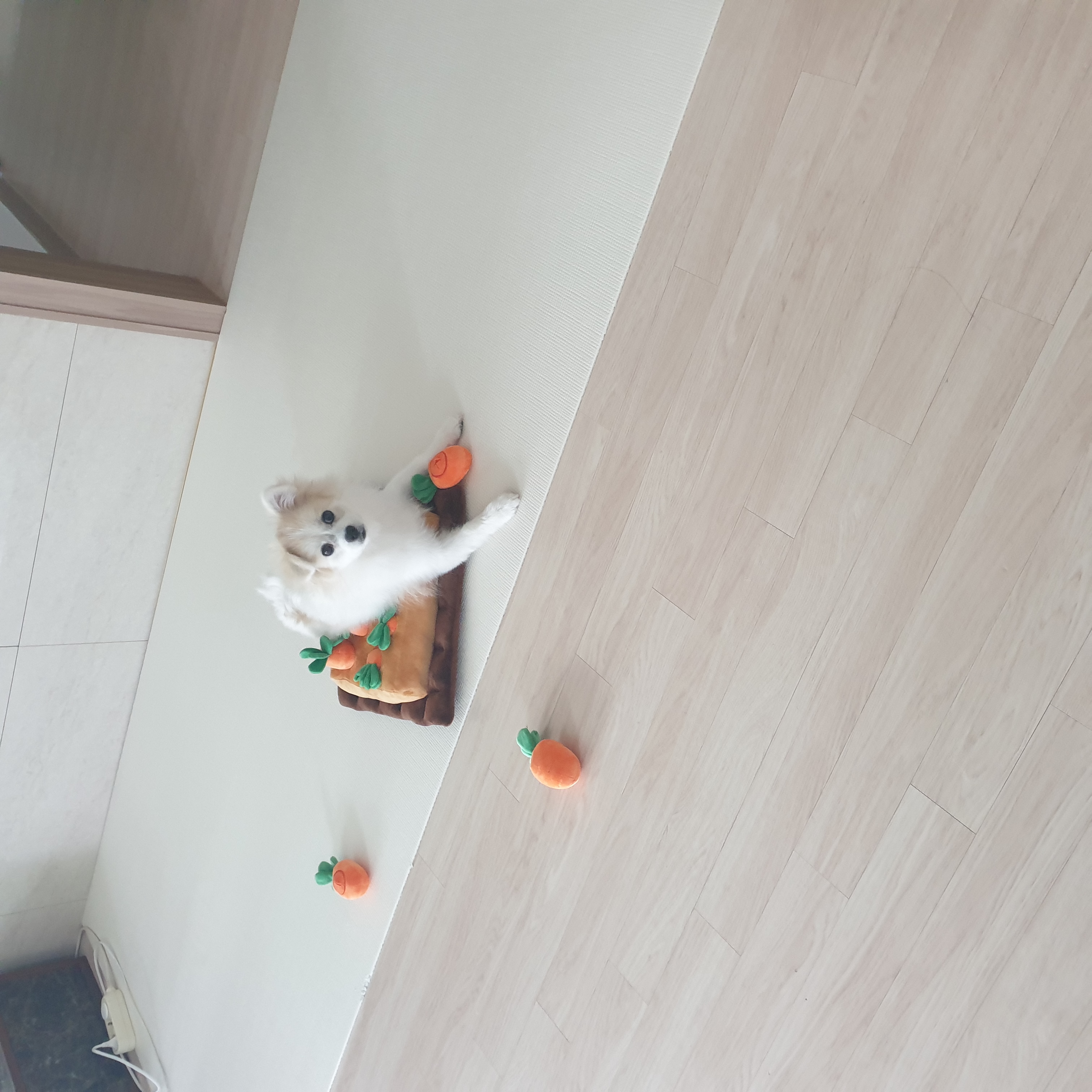 곤지암 구조견 마음이의 자견 뽀또(마일이)의 근황 세달차