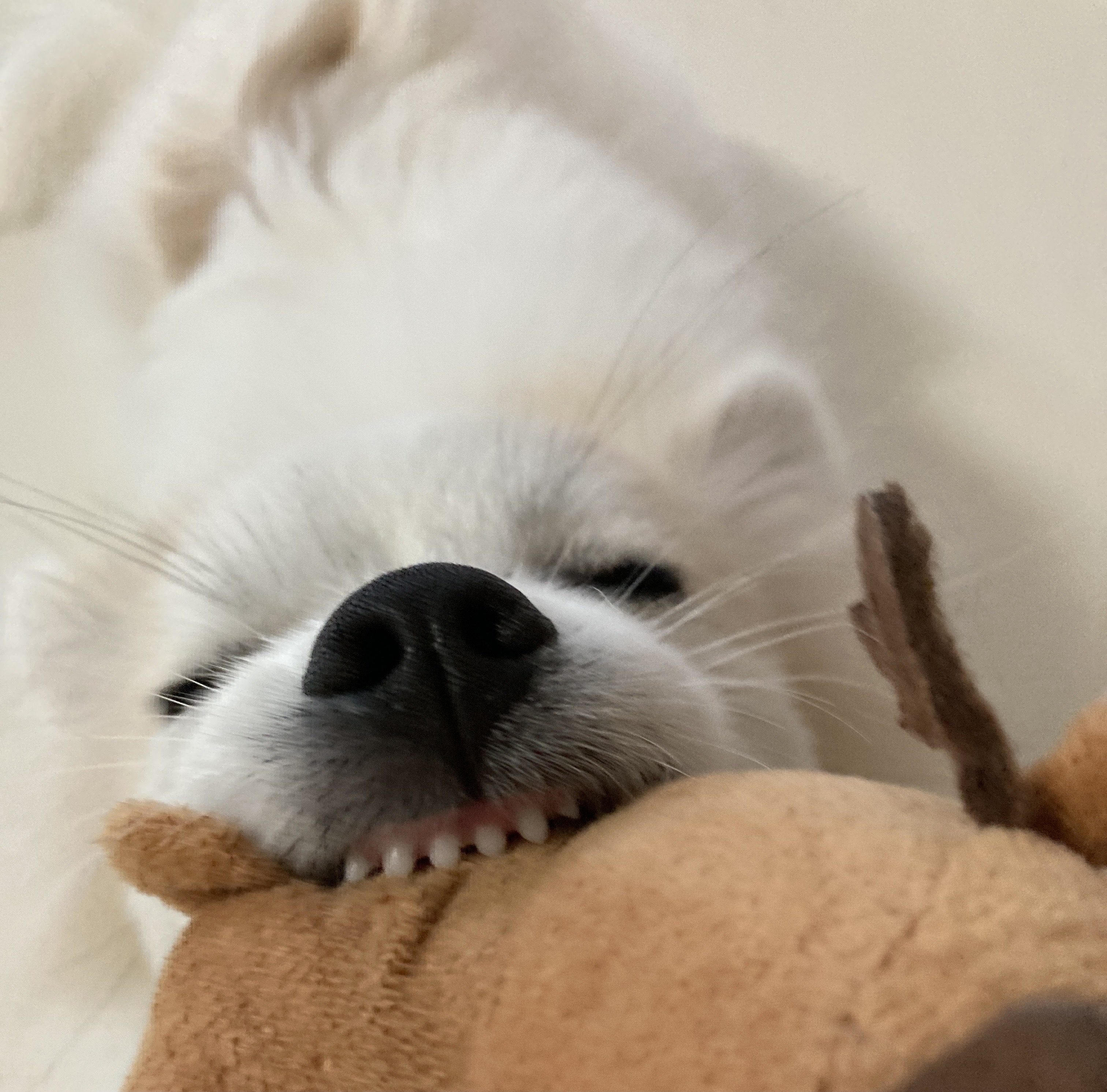 곤지암 구조견 마음이의 자견 뽀또(마일이)의 근황 세달차