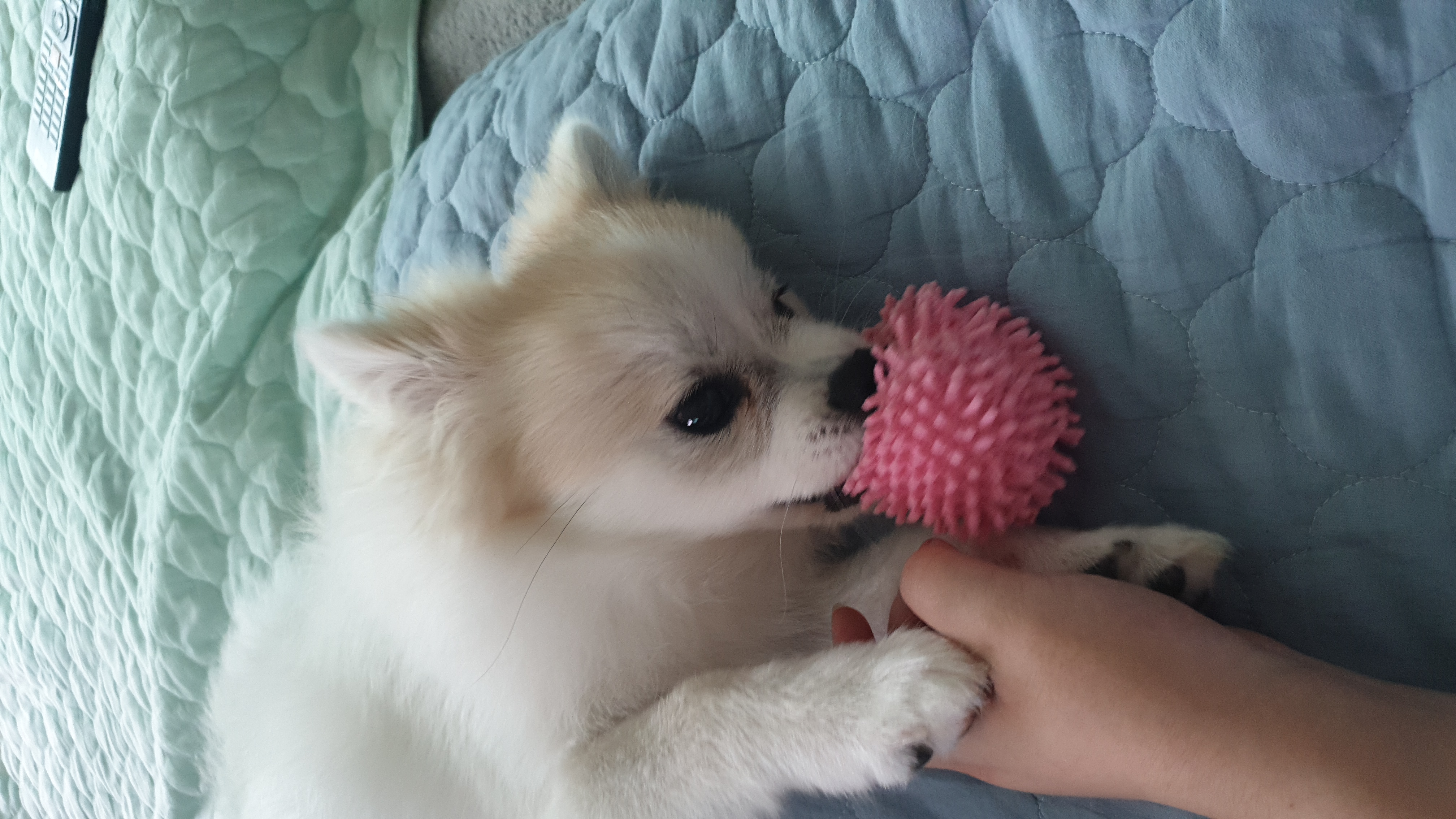 곤지암 구조견 마음이의 자견 뽀또(마일이)의 근황 세달차