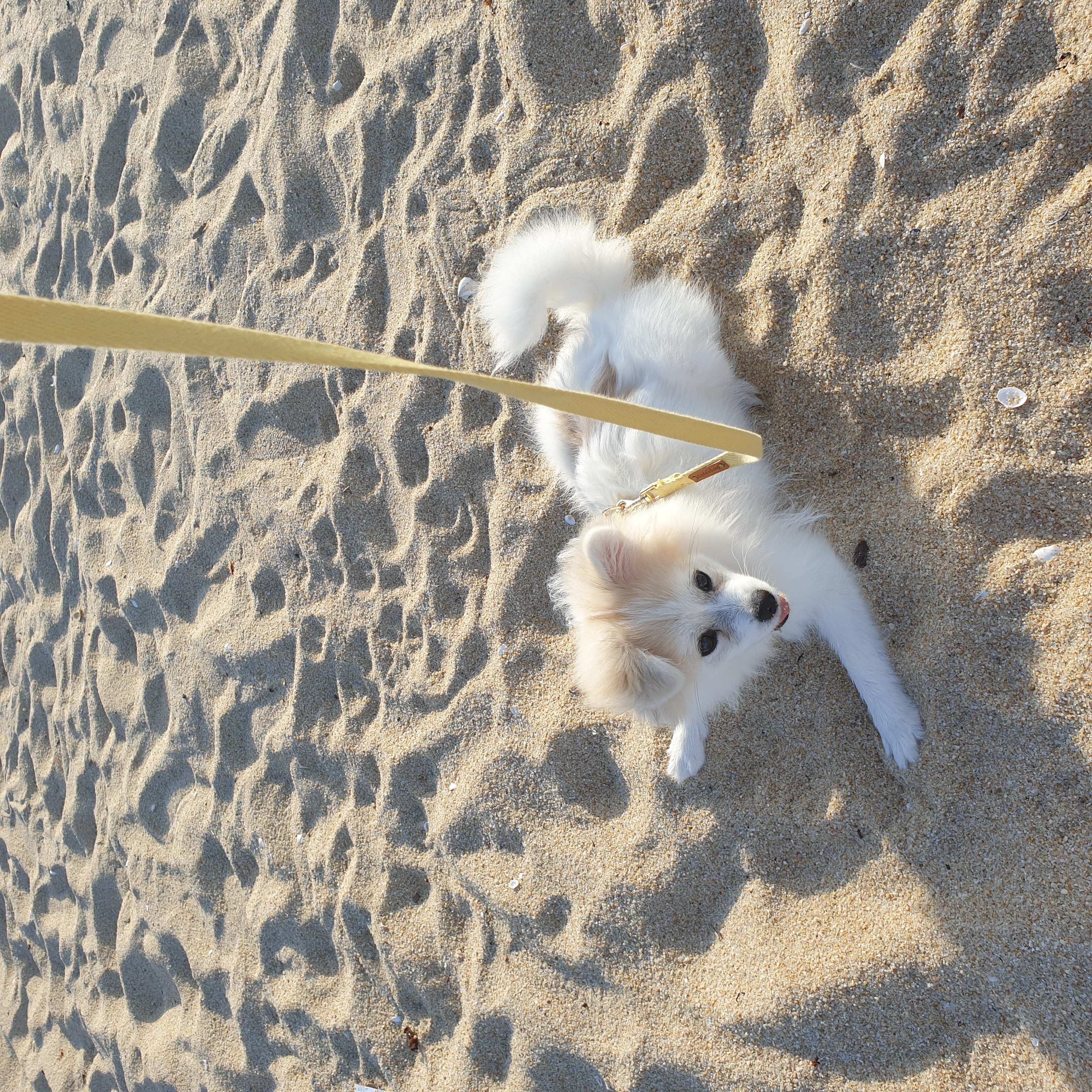 곤지암 구조견 마음이의 자견 뽀또(마일이)의 근황 세달차