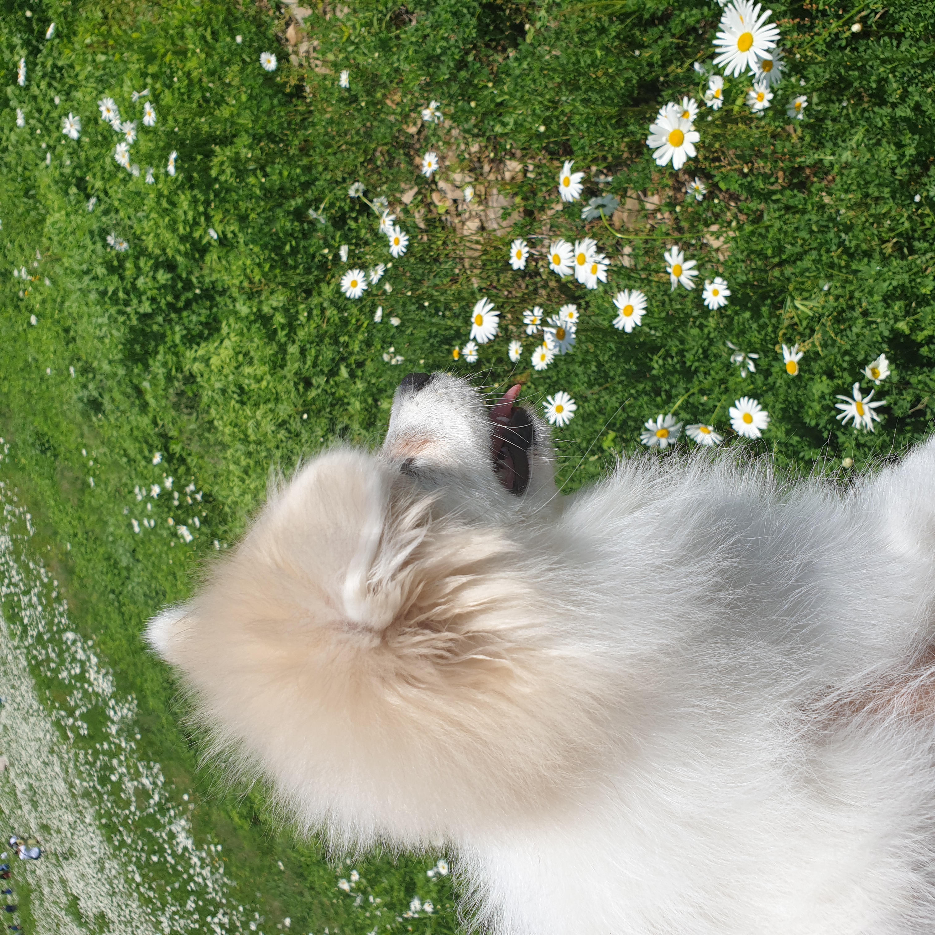 곤지암 구조견 마음이의 자견 뽀또(마일이)의 근황 세달차