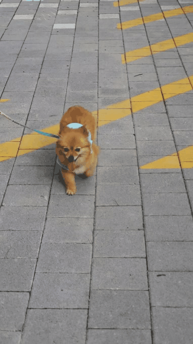 티거(곤지암2-워터)와 가족 된지 한달. 두번째 후기