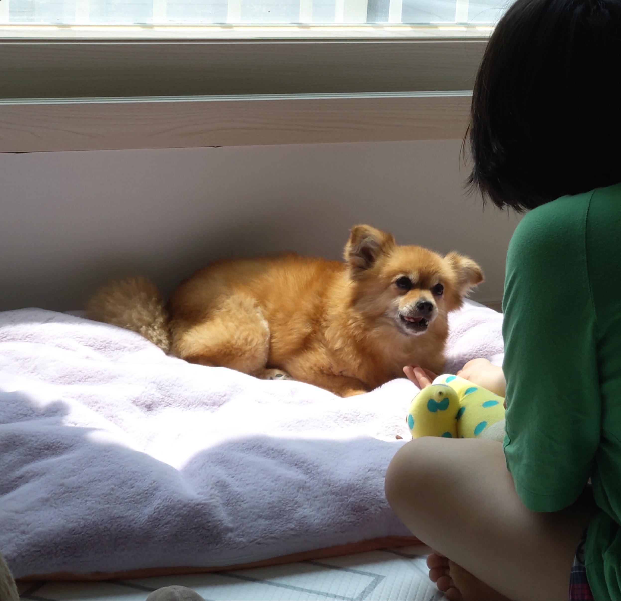 티거(곤지암2-워터)와 가족 된지 한달. 두번째 후기