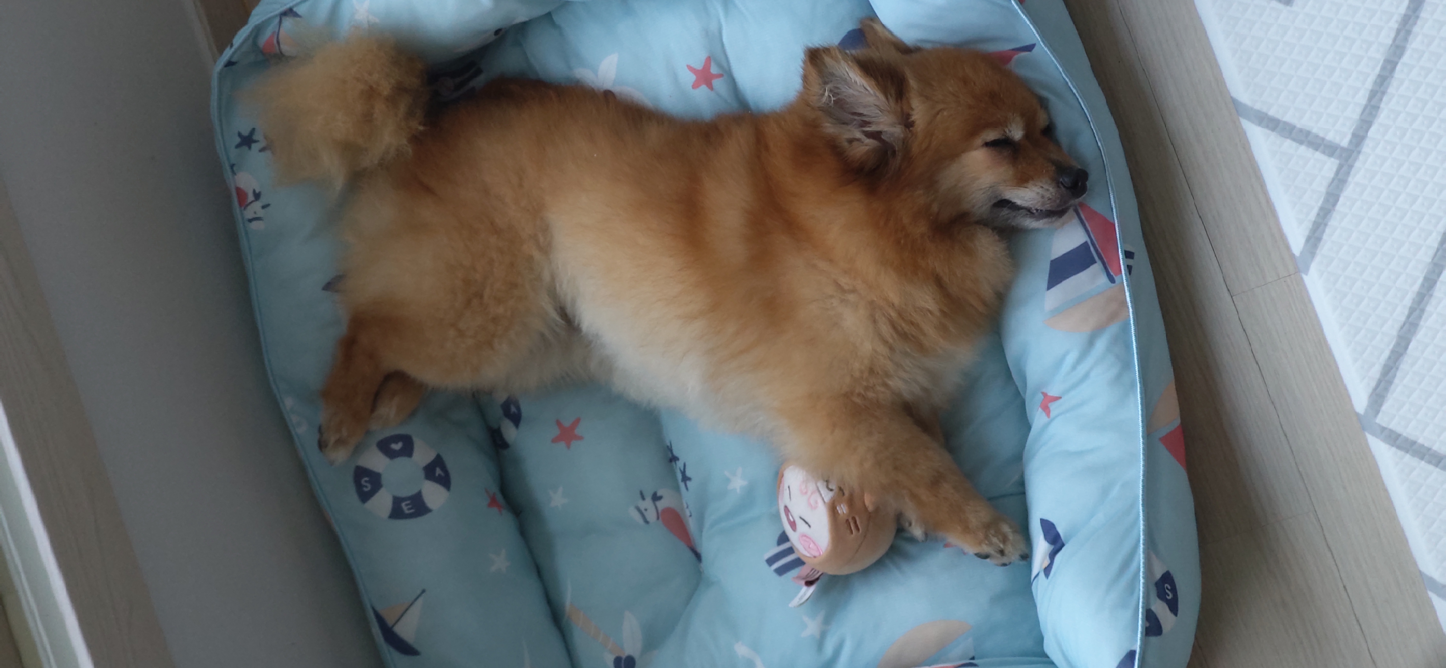 티거(곤지암2-워터)와 가족 된지 한달. 두번째 후기