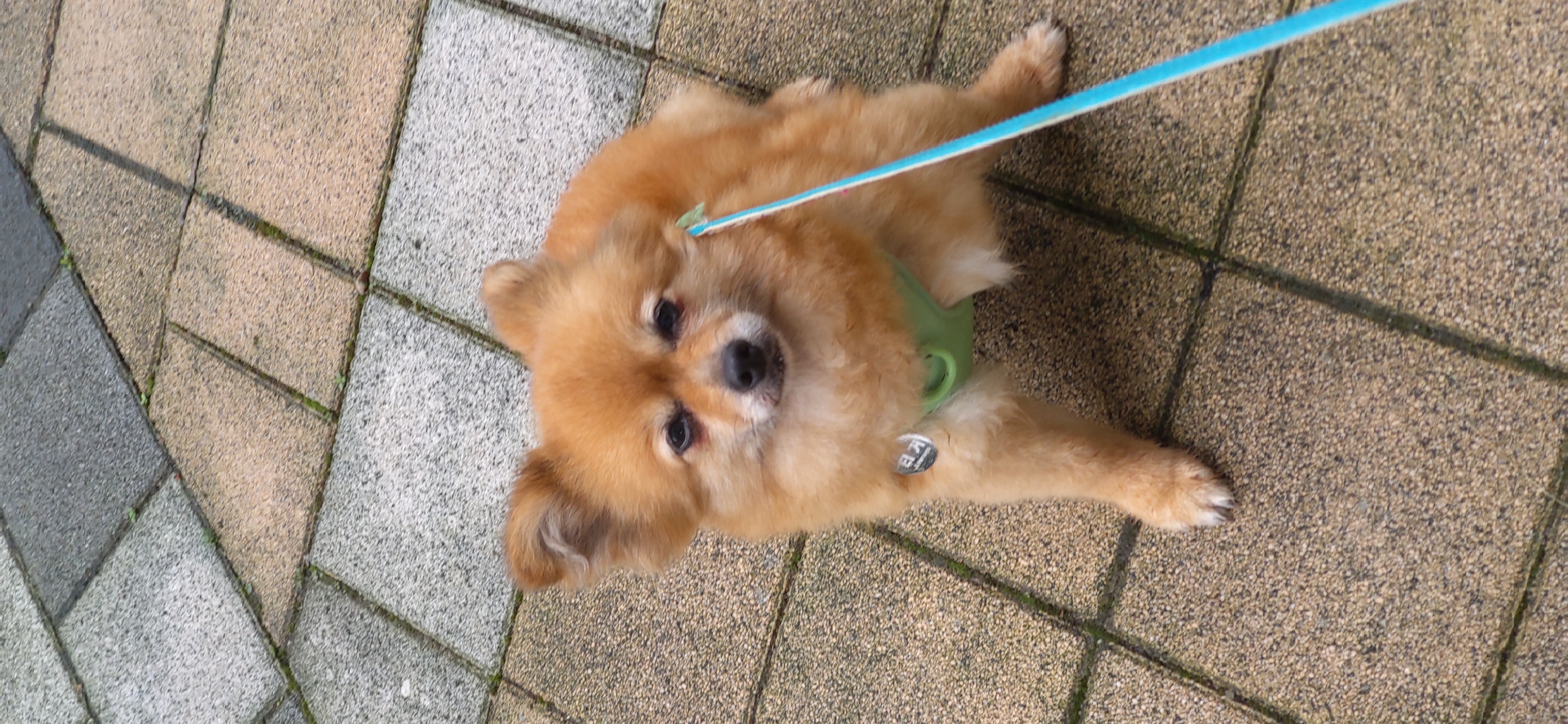 티거(곤지암2-워터)와 가족 된지 한달. 두번째 후기