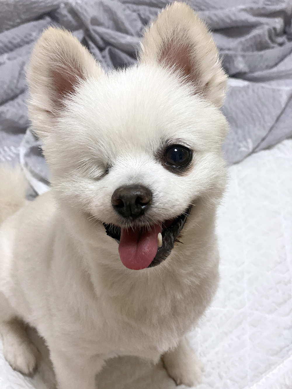 우주최고 멍뭉이 그림이 입양한 지 벌써 한달이 넘었어요