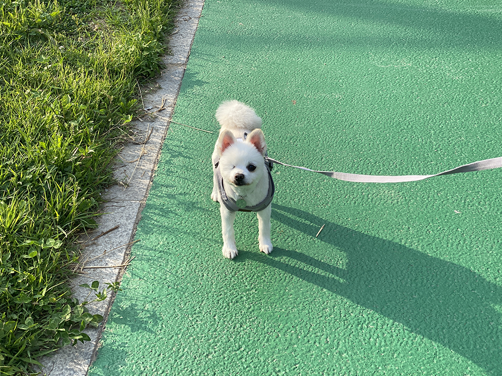 우주최고 멍뭉이 그림이 입양한 지 벌써 한달이 넘었어요