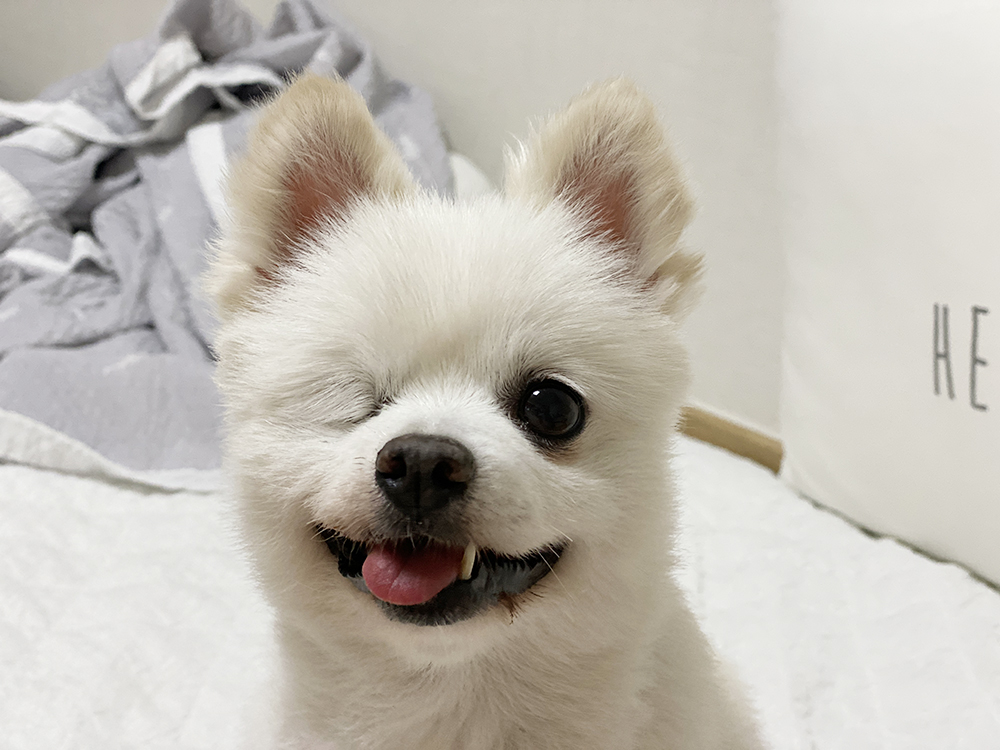 우주최고 멍뭉이 그림이 입양한 지 벌써 한달이 넘었어요