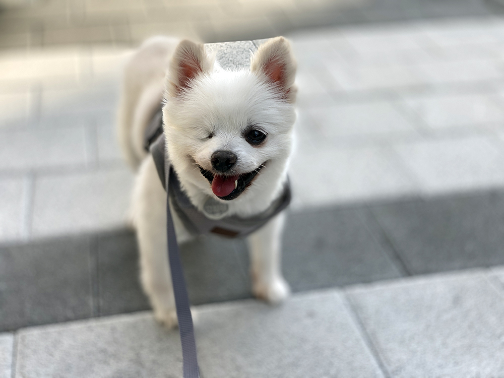 우주최고 멍뭉이 그림이 입양한 지 벌써 한달이 넘었어요