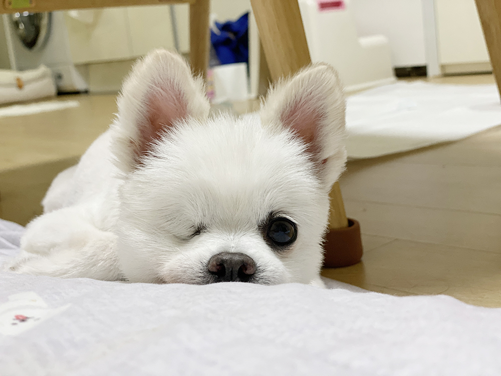 우주최고 멍뭉이 그림이 입양한 지 벌써 한달이 넘었어요