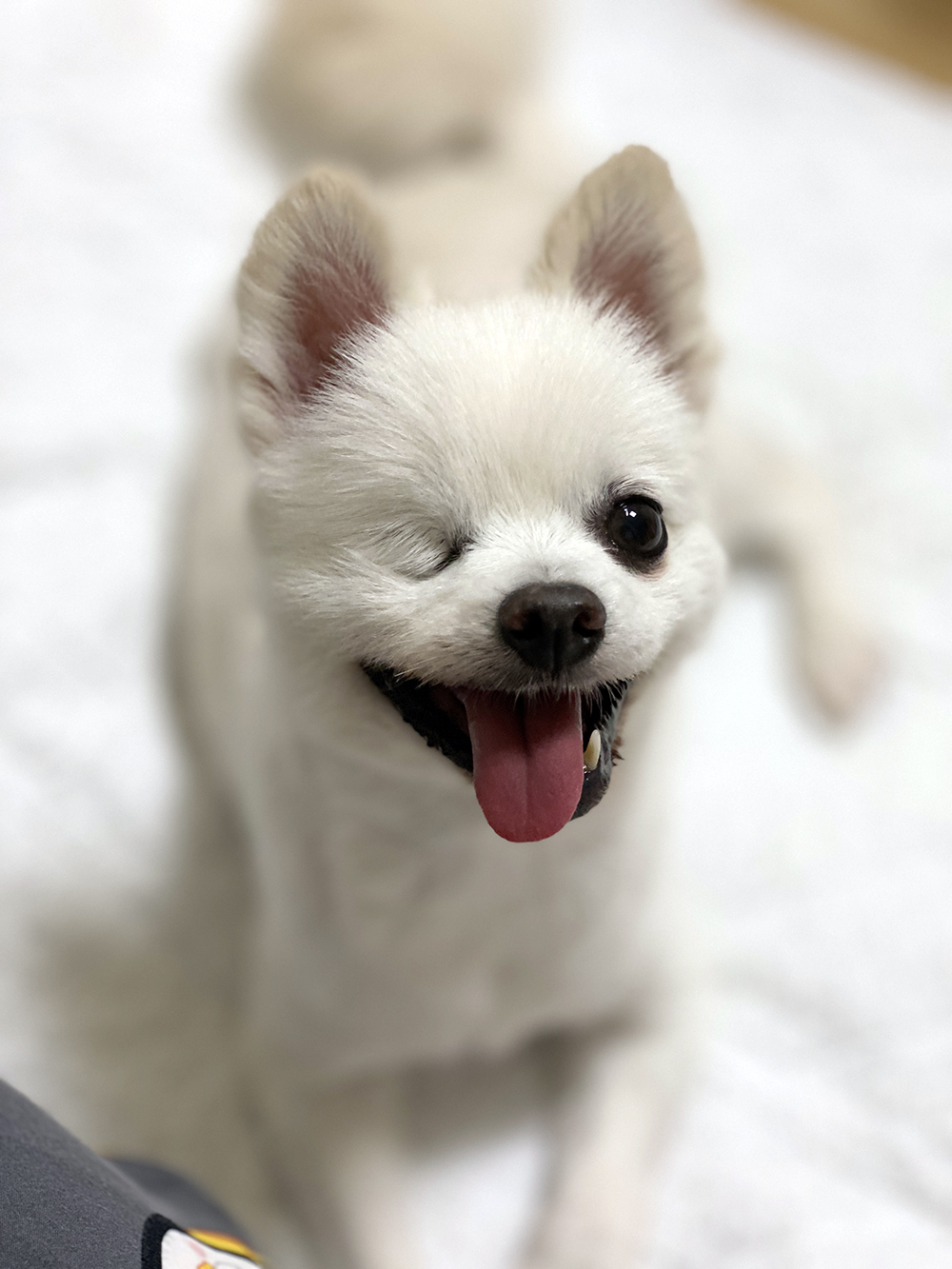 우주최고 멍뭉이 그림이 입양한 지 벌써 한달이 넘었어요