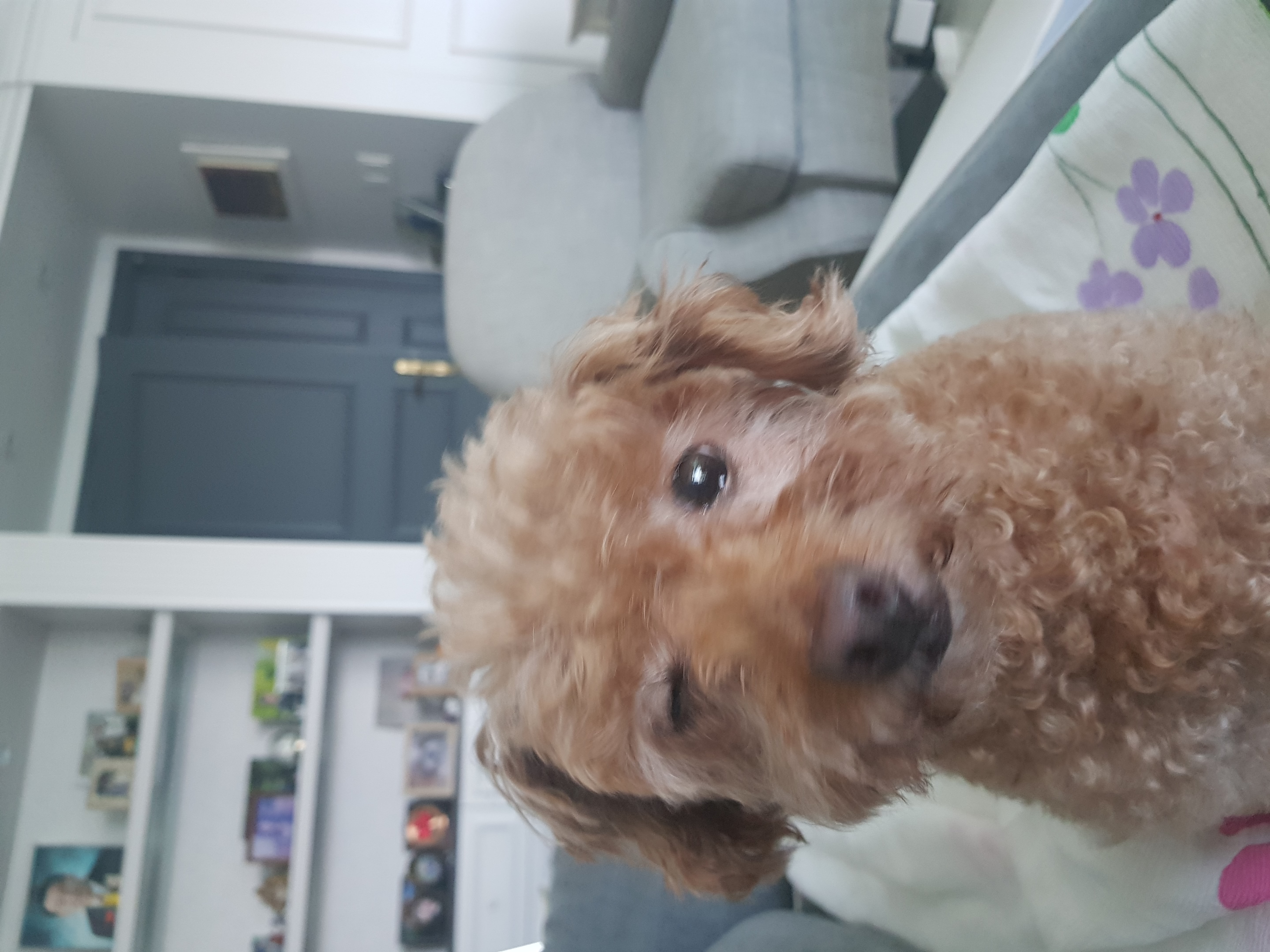 곤지암 팔랑이~~(지금은 버디^^)