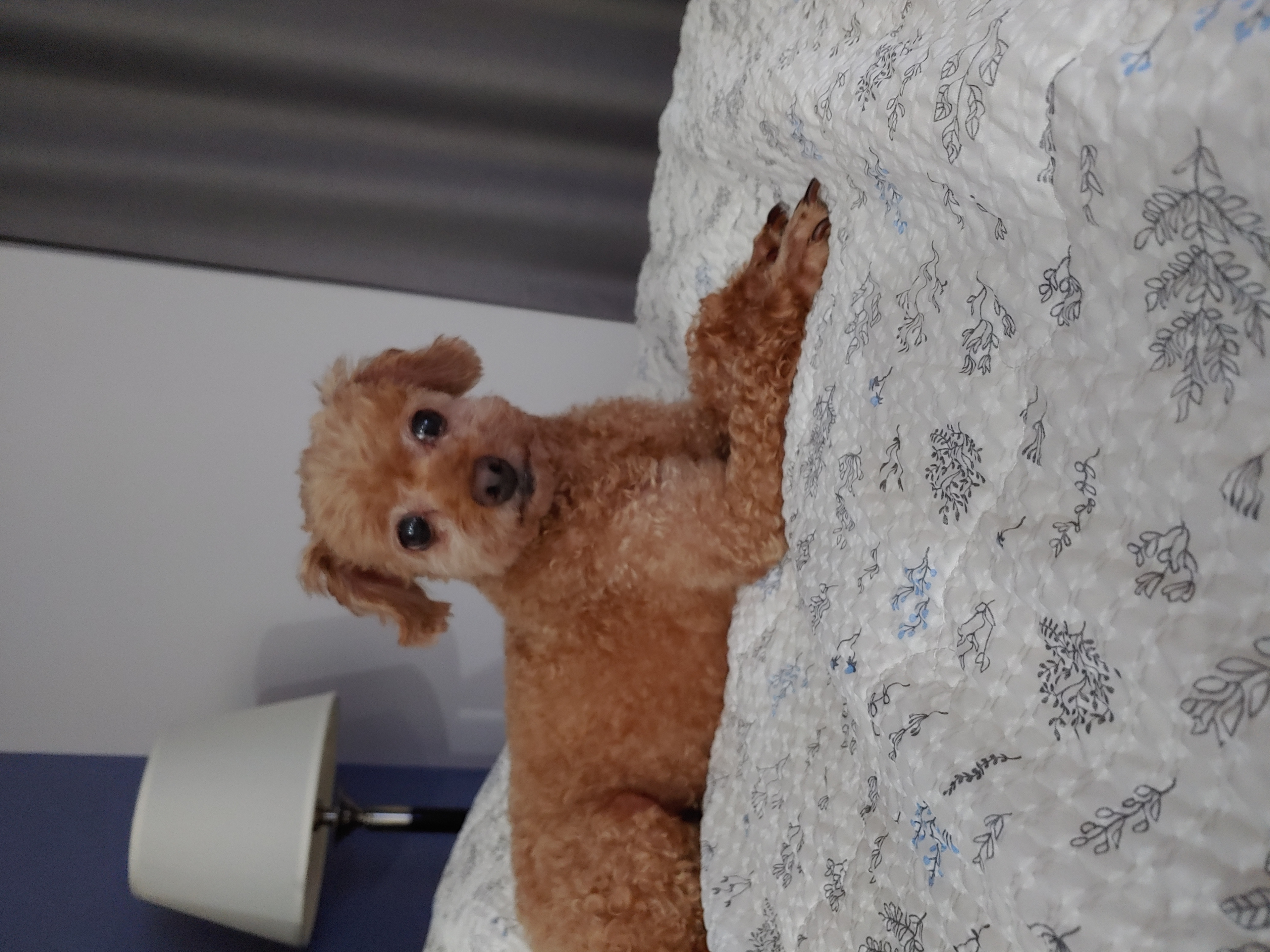 곤지암 팔랑이~~(지금은 버디^^)