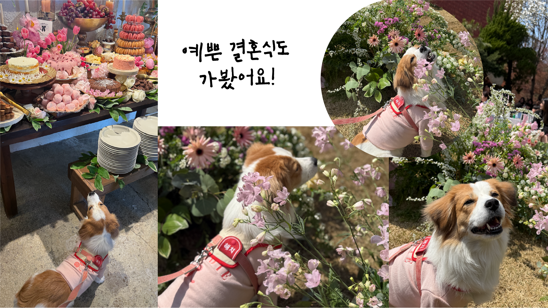해치 입양 2년