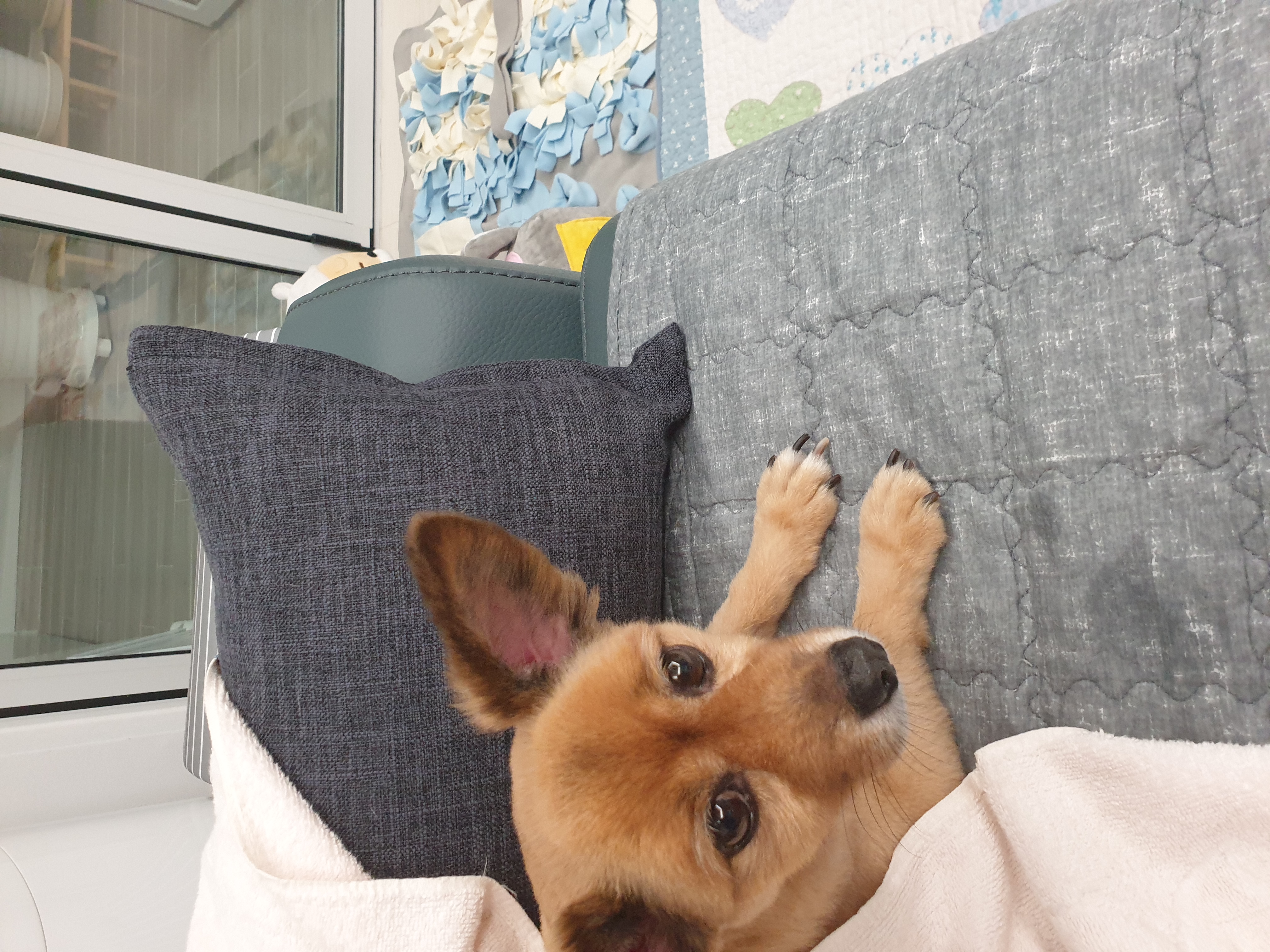 멜론이 ~~5개월차~잘지내고 있어요