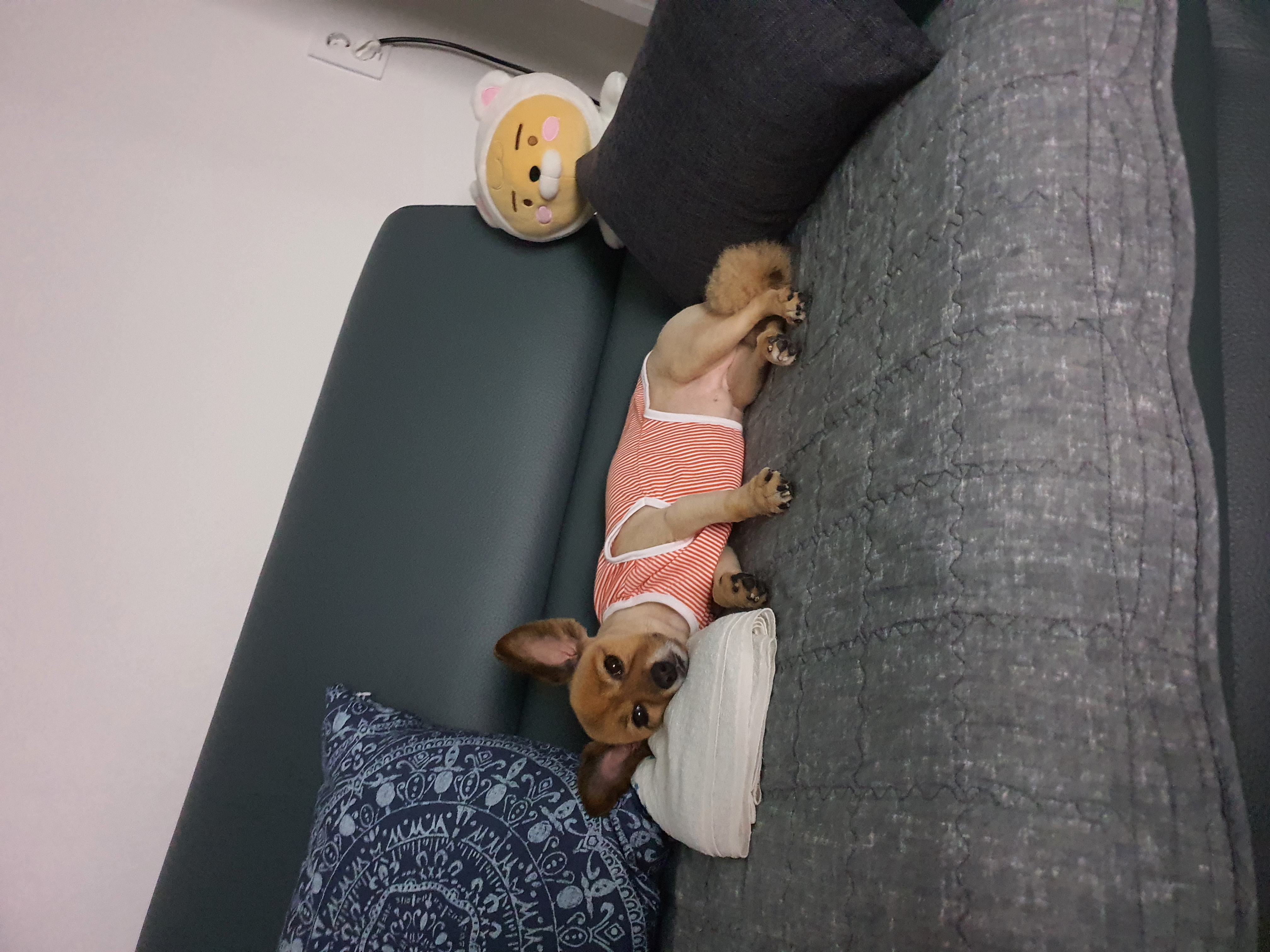 멜론이 ~~5개월차~잘지내고 있어요