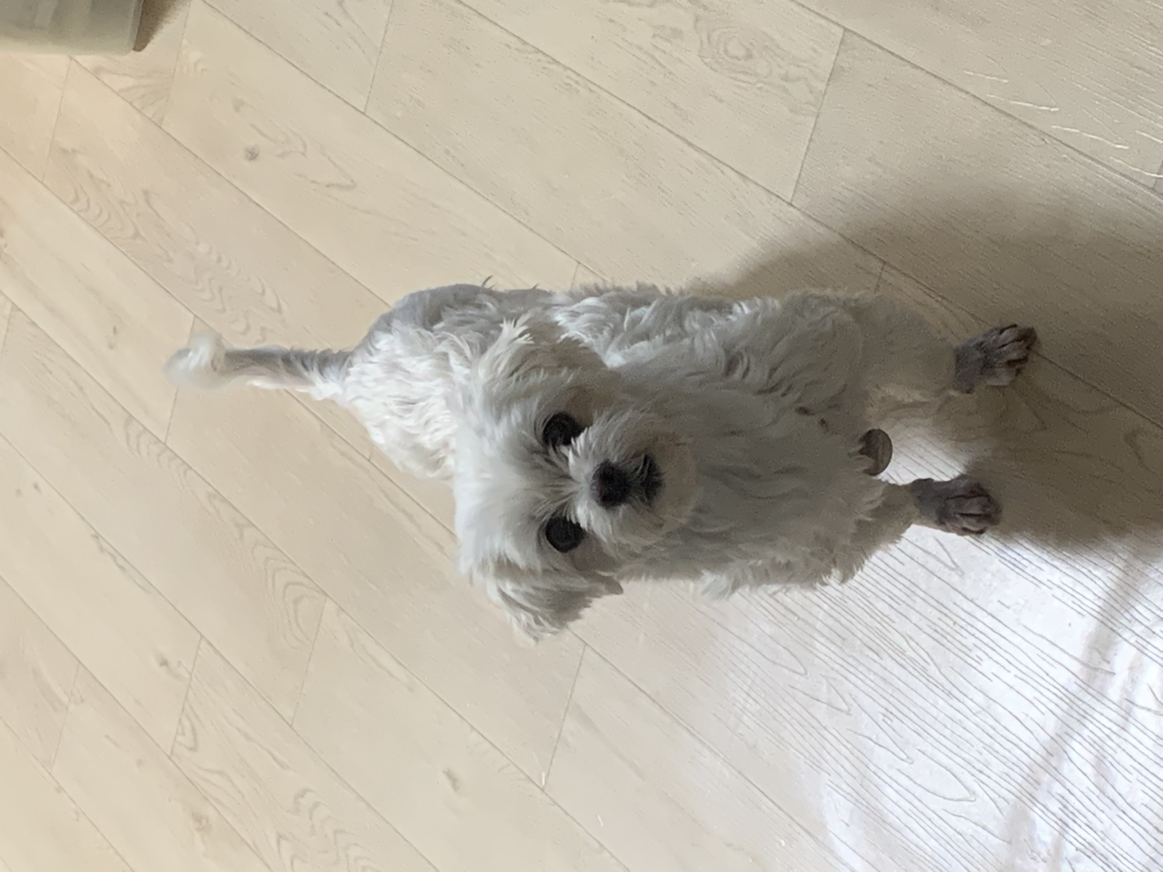 웃는 게 예쁜 애교쟁이 삼숙이💛 입양 후 일주일