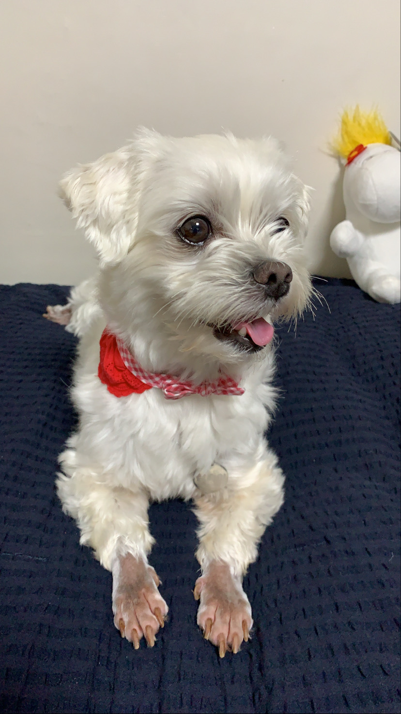 웃는 게 예쁜 애교쟁이 삼숙이💛 입양 후 일주일