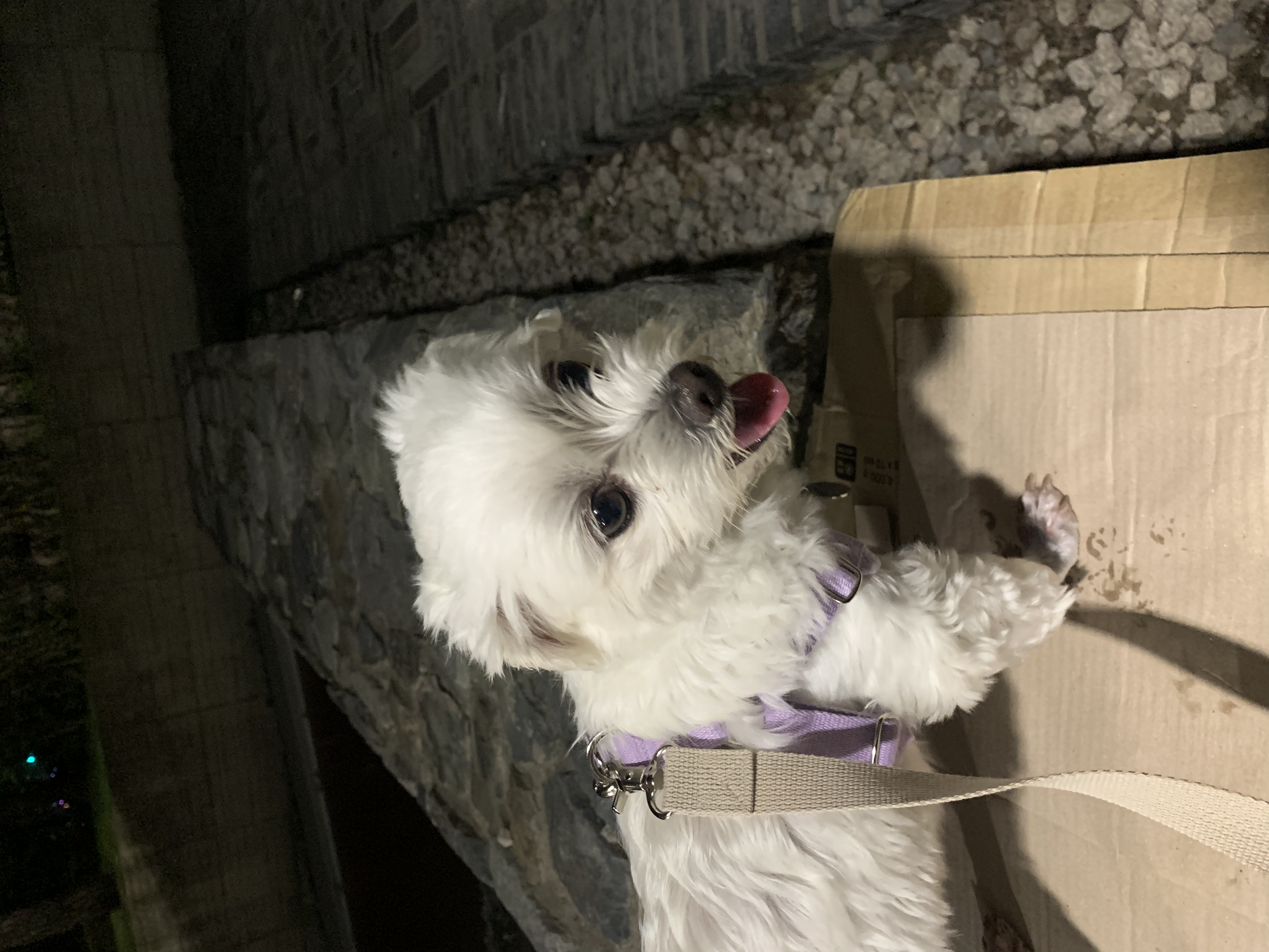 웃는 게 예쁜 애교쟁이 삼숙이💛 입양 후 일주일