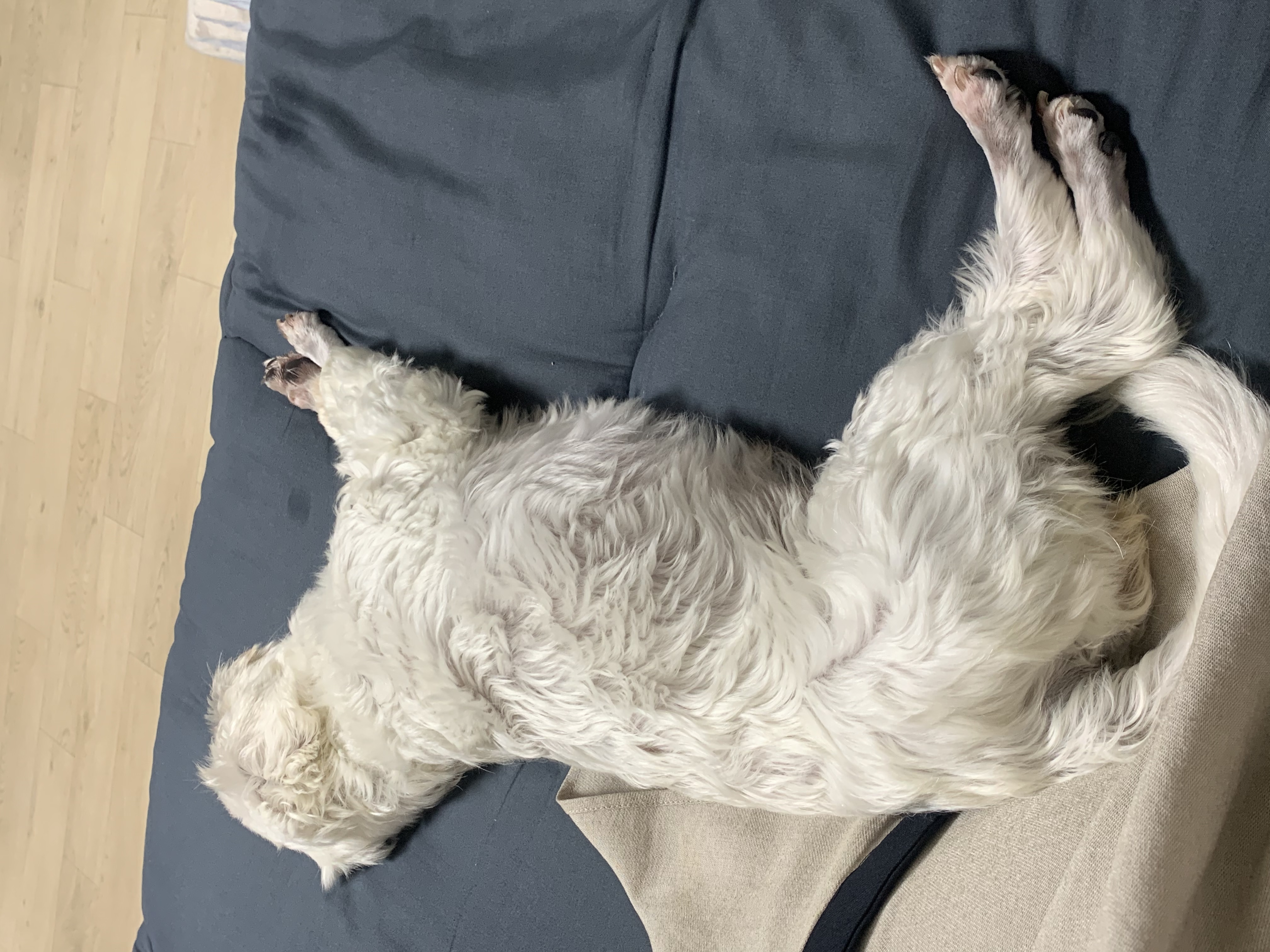 웃는 게 예쁜 애교쟁이 삼숙이💛 입양 후 일주일