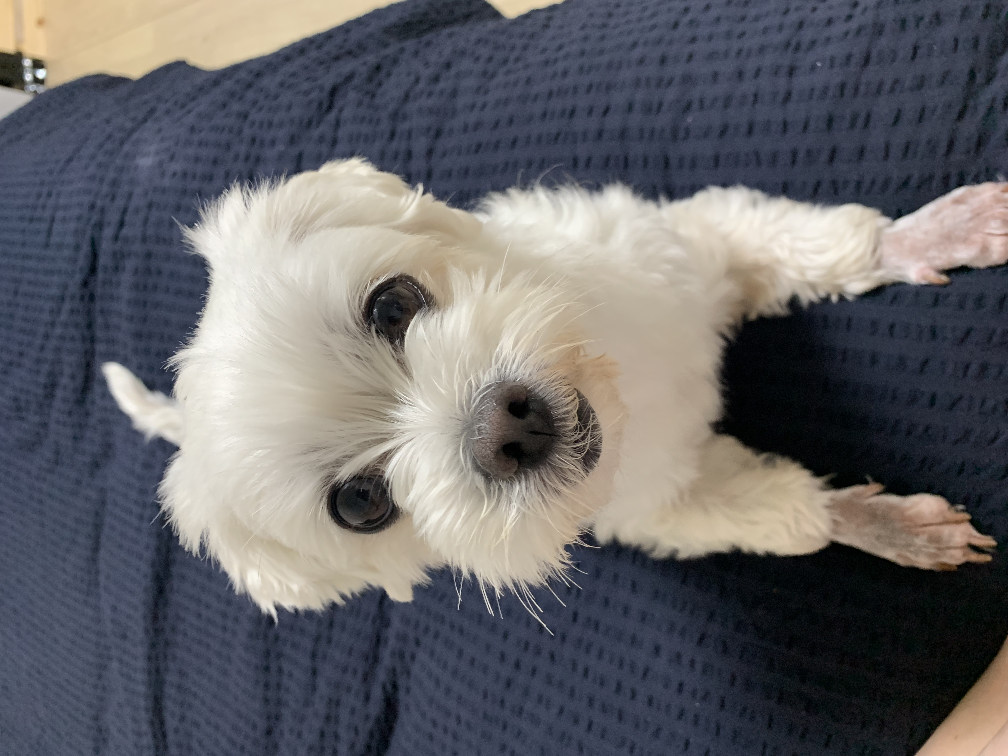 웃는 게 예쁜 애교쟁이 삼숙이💛 입양 후 일주일