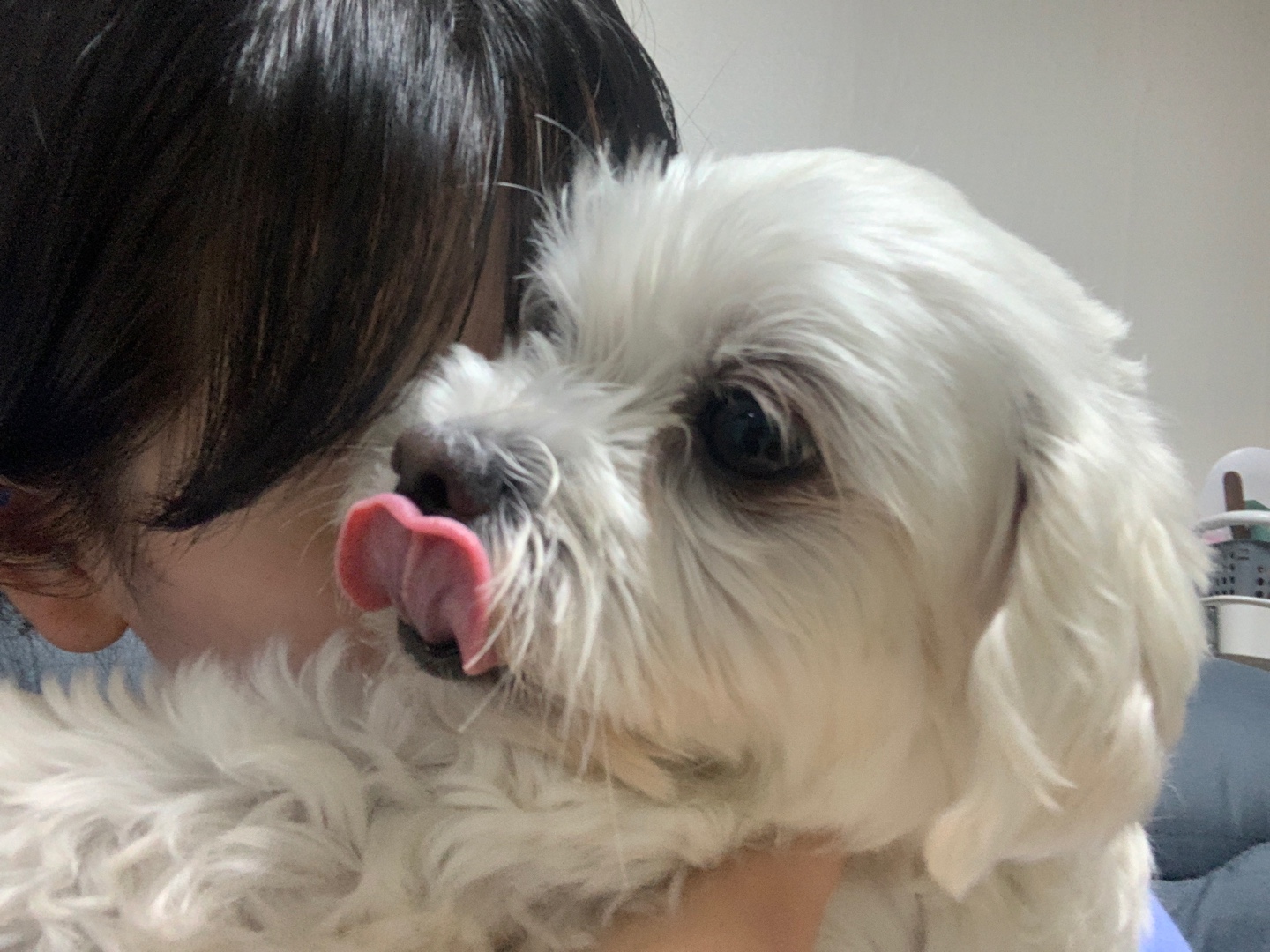 웃는 게 예쁜 애교쟁이 삼숙이💛 입양 후 일주일